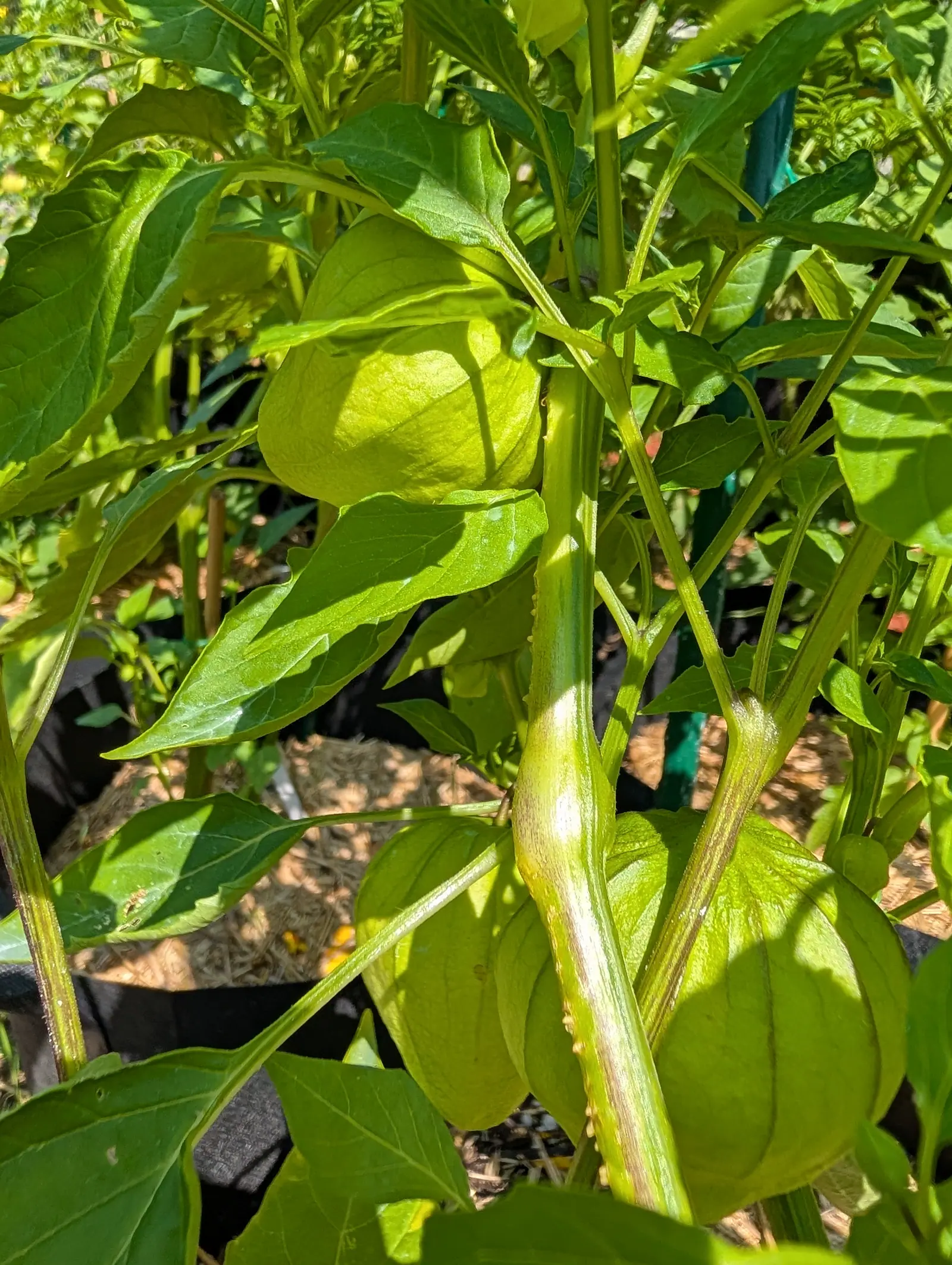 Two Purple blush tomatillo husks on 23 July, blown up taut into five ridged faces with no purple in the veining yet and hanging from short thick stalks, the stems around them bleached almost white where the direct sun strikes.