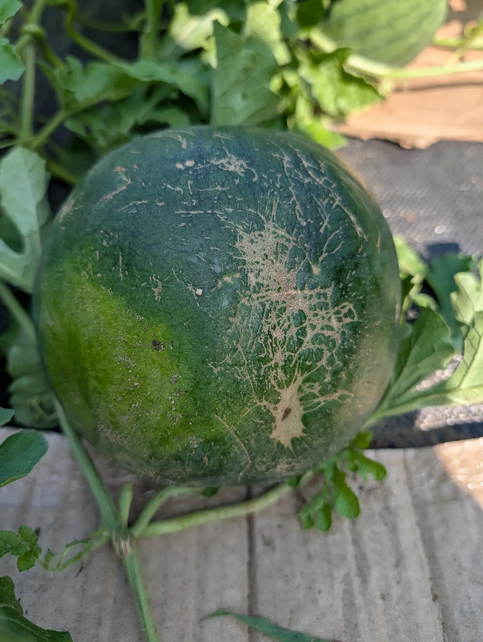 A Sugar Baby watermelon on 23 July, unstriped deep blue-green and paling where it sits on the ground, its sunlit face webbed over with raised tan corky ridges that radiate from one small pit near the middle and thin to scratch lines at the edges.