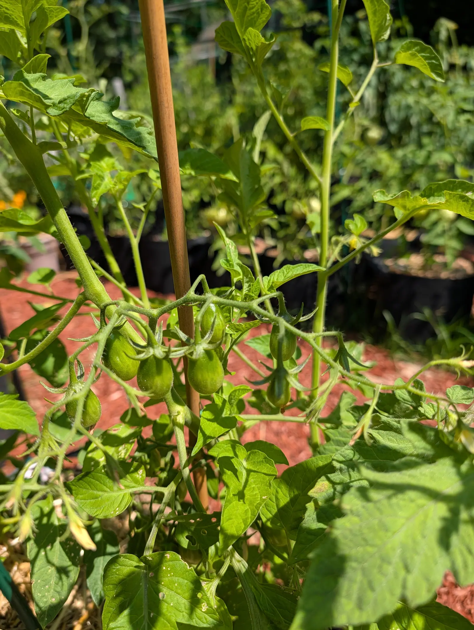 Yellow Pear tomatoes on 23 July, eight or nine on one branched truss and every one already necked, narrow at the stalk and swelling to a round belly below, all still even pale green with their hairy sepals swept right back in full sun.