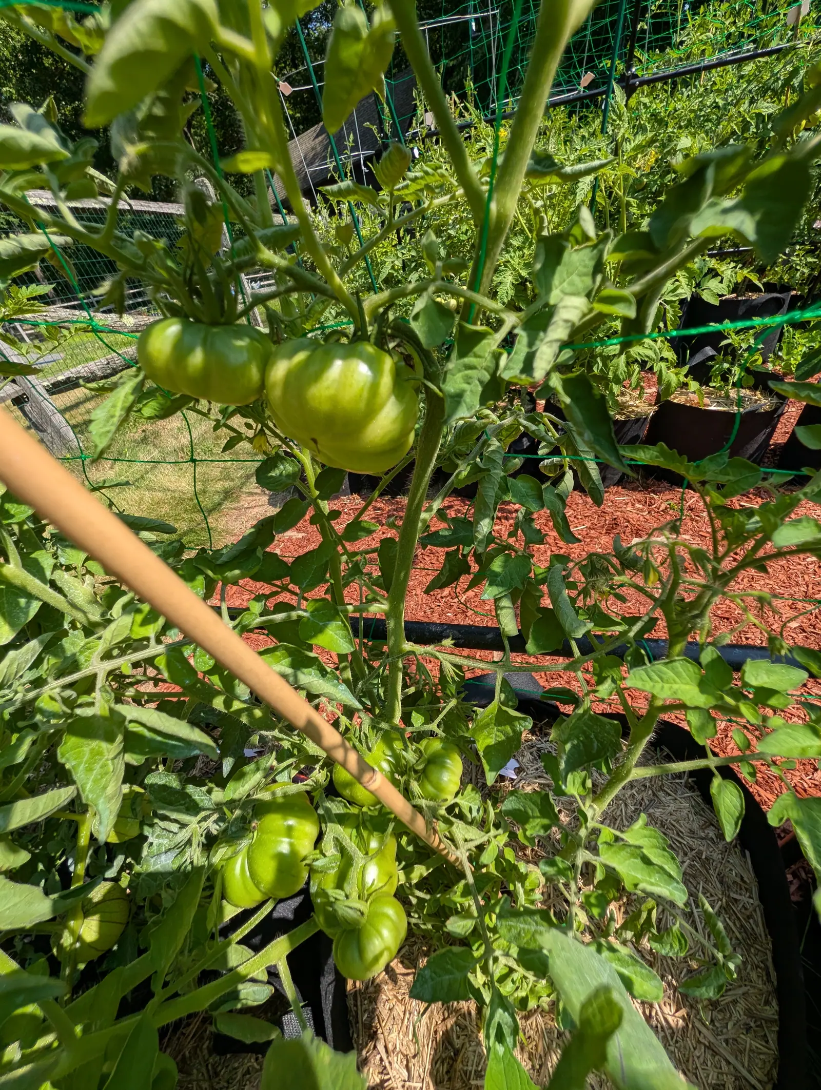 Rosso Sicilian tomatoes on 23 July, the upper pair broader than they are tall and lobed from stalk to base with a whitish blush on the sunlit shoulder, four or five more of the same ribbed shape hanging small below them, not a trace of pink on any.