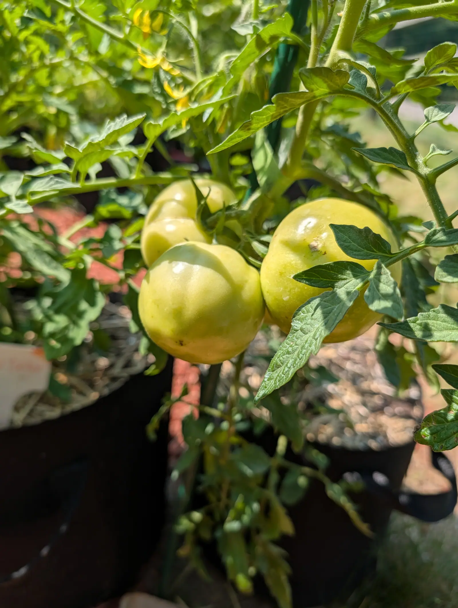Bush Early Girl tomatoes on 23 July, four crowded so tight they touch and all of them paler than the leaves around them, creamy yellow-green and satin with faint lobing at the shoulders and one small crusted scar on the nearest, in strong sun.