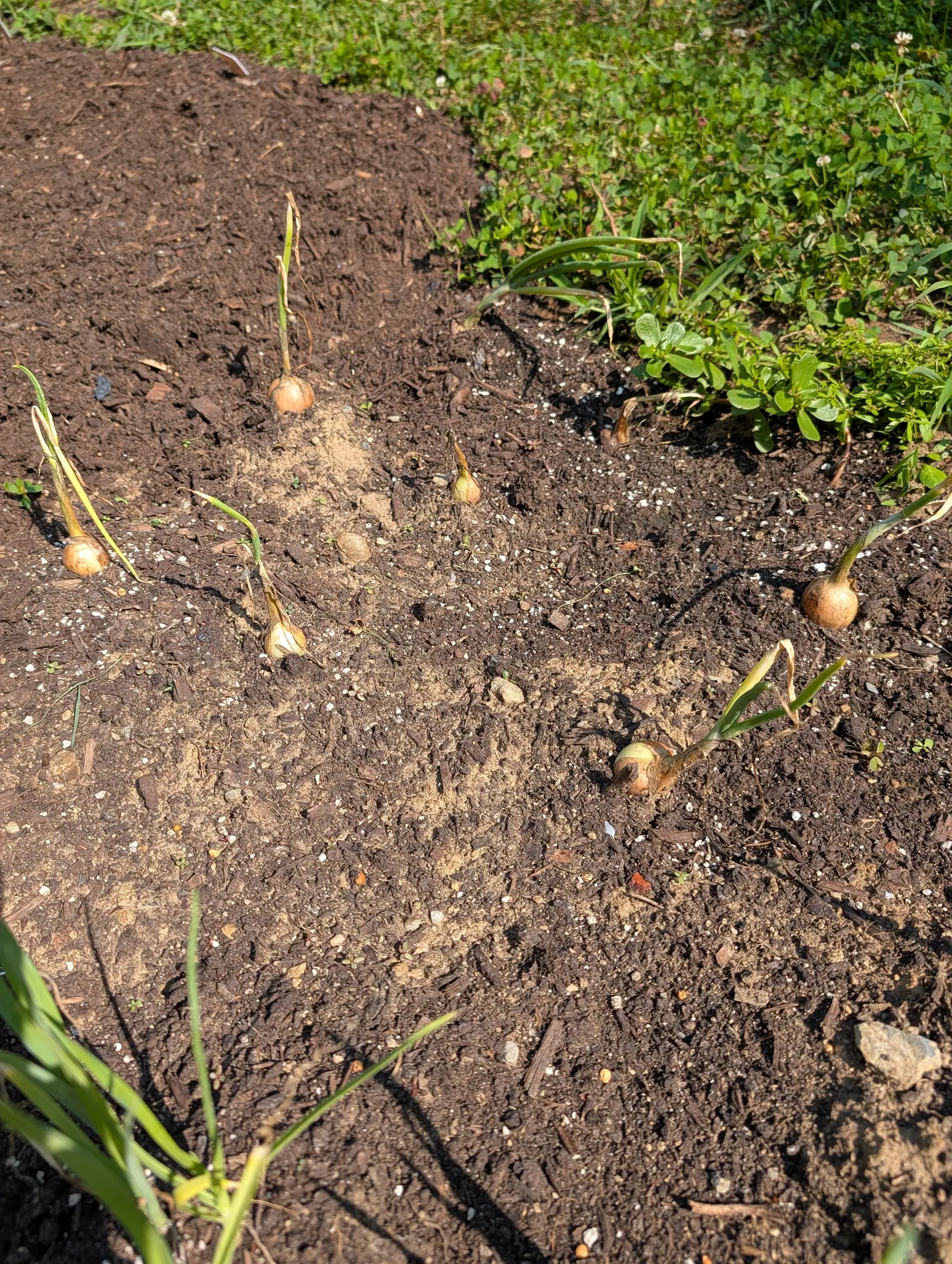 Onion-family bulbs on 23 July, seven or eight sitting proud of the bed rather than buried and not one of them divided into cloves, one rolled on its side with the tan skin peeled back to the greenish scale beneath, low sun throwing long hard shadows.