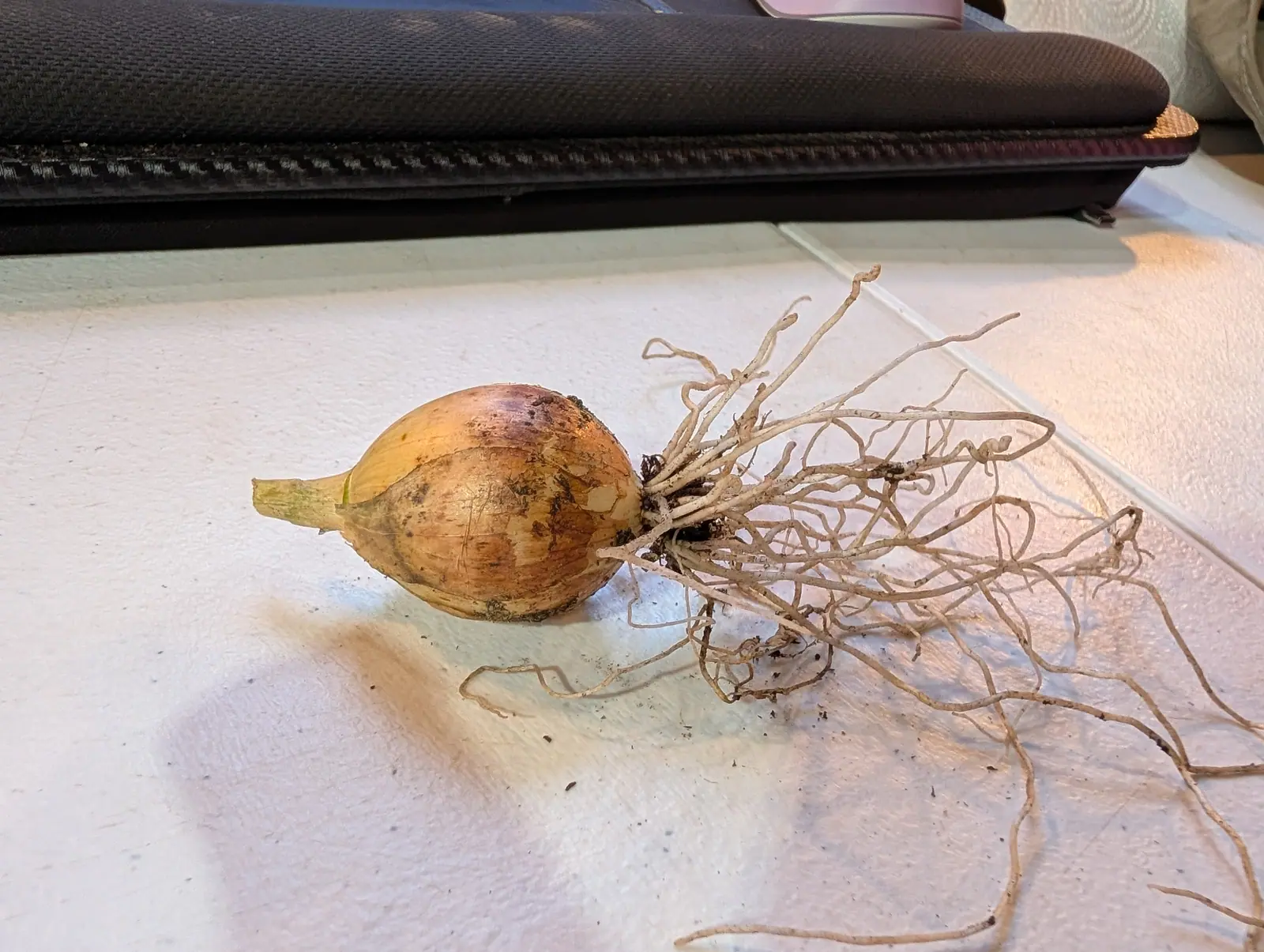 One lifted bulb on 23 July, teardrop-shaped under a straw-tan skin torn open to the cream scale and blushed bronze-purple at the shoulder, its cut neck collapsed to a flat sheath at one end and forty-odd kinked roots trailing off the paper at the other.