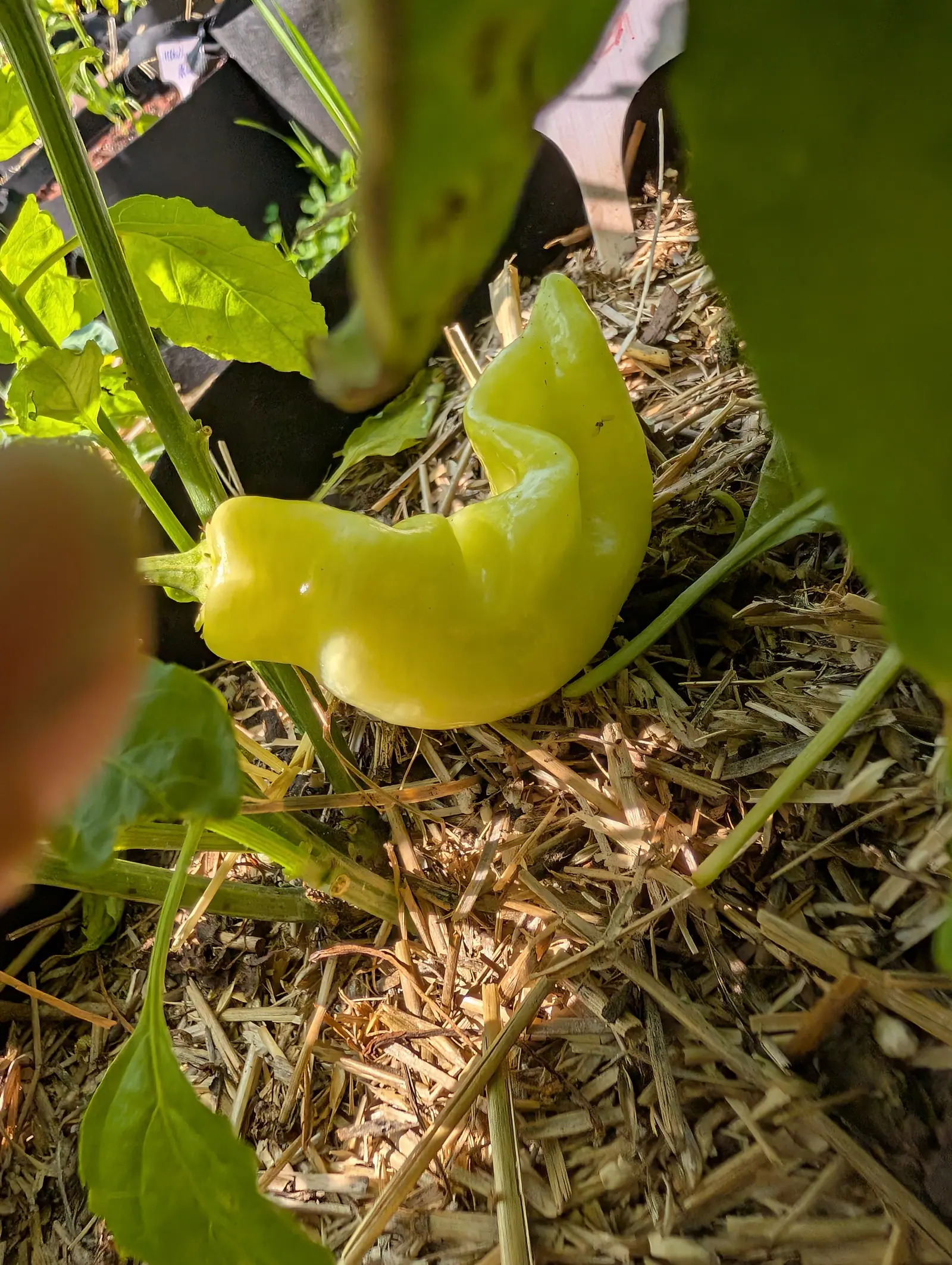 Curved so far round that the tip points nearly back at its own stalk, a Sugar Rush Peach pepper on 23 July lies blocky at the shoulder and creased into deep lobes along one edge, one small insect resting on the waxy skin in patchy sun.