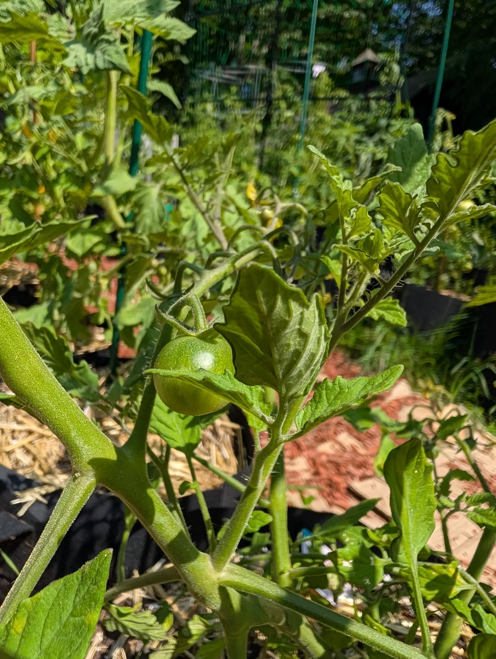 A Sun Sugar tomato on 23 July, one small green marble of a fruit with its hairy sepals spread right back, on a plant whose leaflets have crumpled and curled their margins upward, seen from underneath with the stems bristling into strong sun.