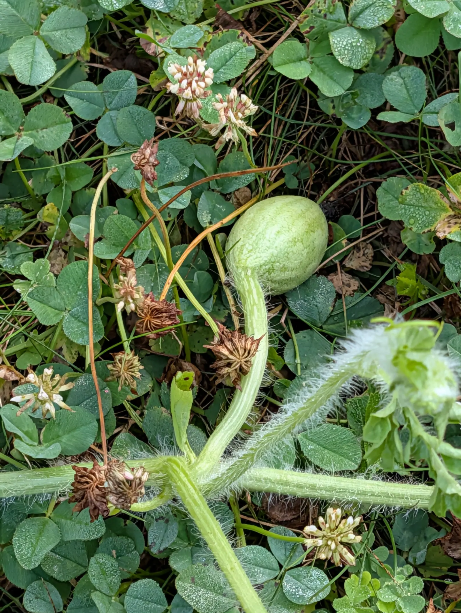 A young melon on 23 July, an even oval mottled darker green over a paler ground with no stripe or rib to it yet, resting in clover, its vine bristled white the whole way to a growing tip so furred the leaves have no shape at all.