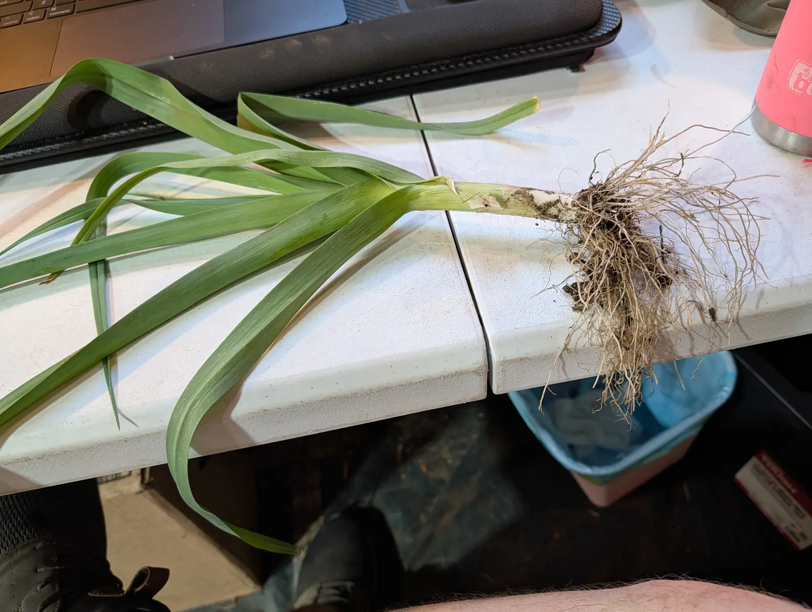 A King Richard leek lifted on 23 July, its shank running straight and pure white with no swelling anywhere along it, the leaves all leaving in one plane so the plant fans flat, hundreds of wiry roots matted at the far end and trailing over the edge.