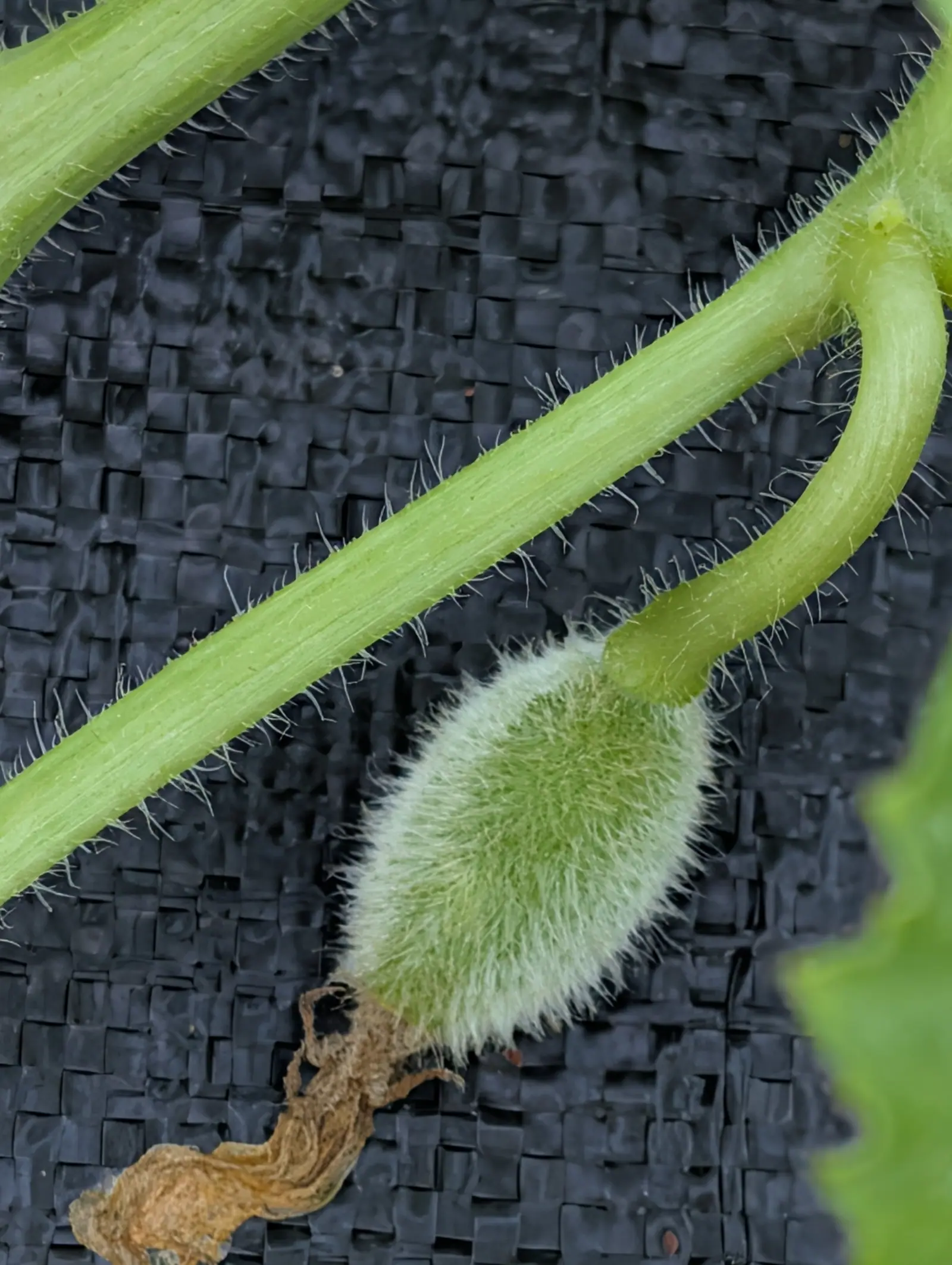 A melon fruitlet on 23 July, furred so densely that the hairs stand out as a halo round its whole outline and the pale green shows through only in the middle, the spent flower still twisted onto its tip and the vine bristles glowing against black.