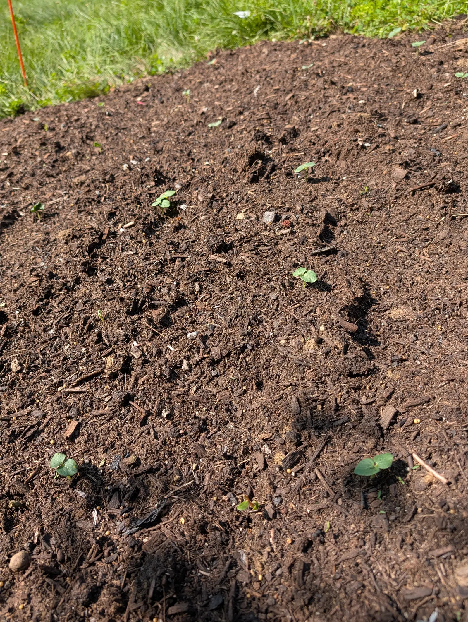 A sown row on 23 July with six or seven seedlings up along it, each still only a pair of seed leaves held flat and opposite on a downy stalk, notched at the tip and pale down the midline, and not one true leaf yet on any of them, in hard sun.