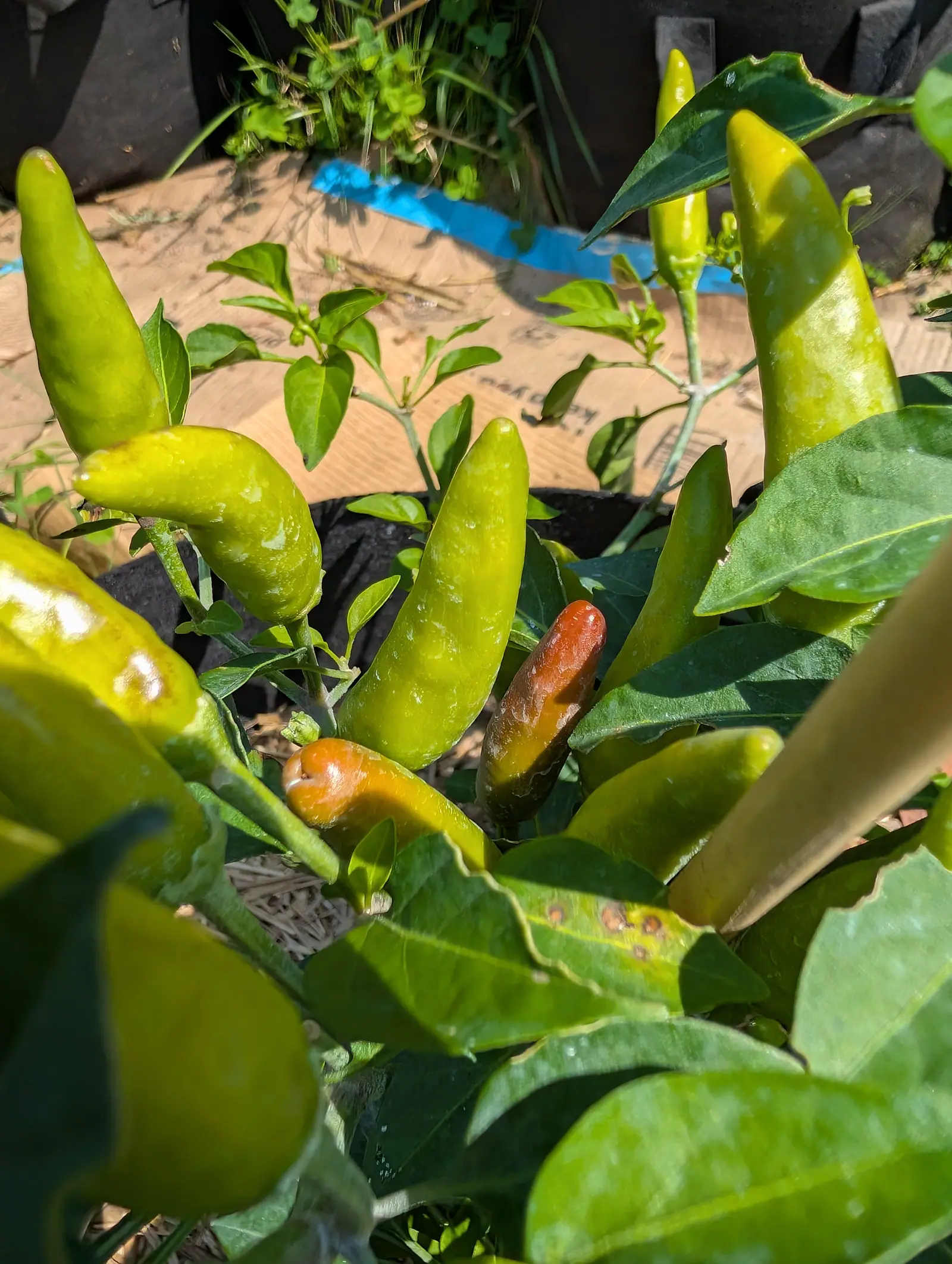 Chili Red peppers on 23 July, a dozen slender cones standing point-up in hard sun while the two that are ripening have turned over and hang down, one warm orange with a yellow tip, the other mottled red-brown over olive above a rust-spotted leaf.