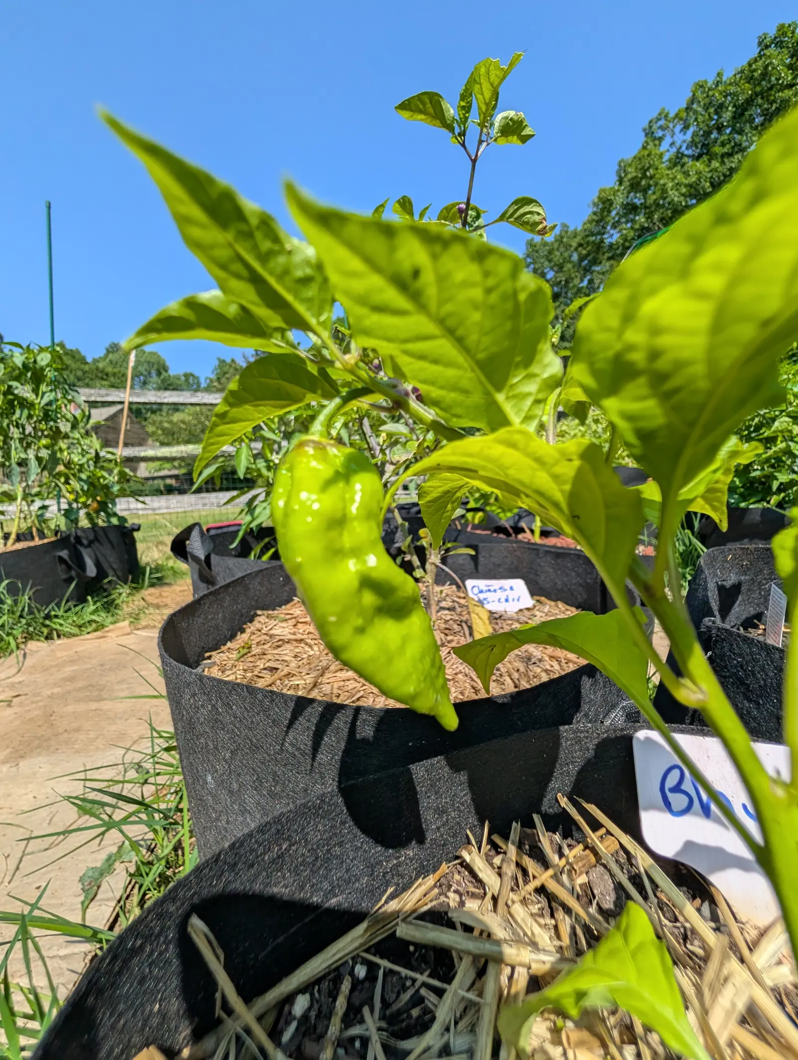 A Ghost chili on 23 July, still wholly pale green and shining under a skin puckered into long ridges and dents the whole way down to its hooked point, one small tan scar at the shoulder, purple-flushed buds above it and cloudless blue behind.