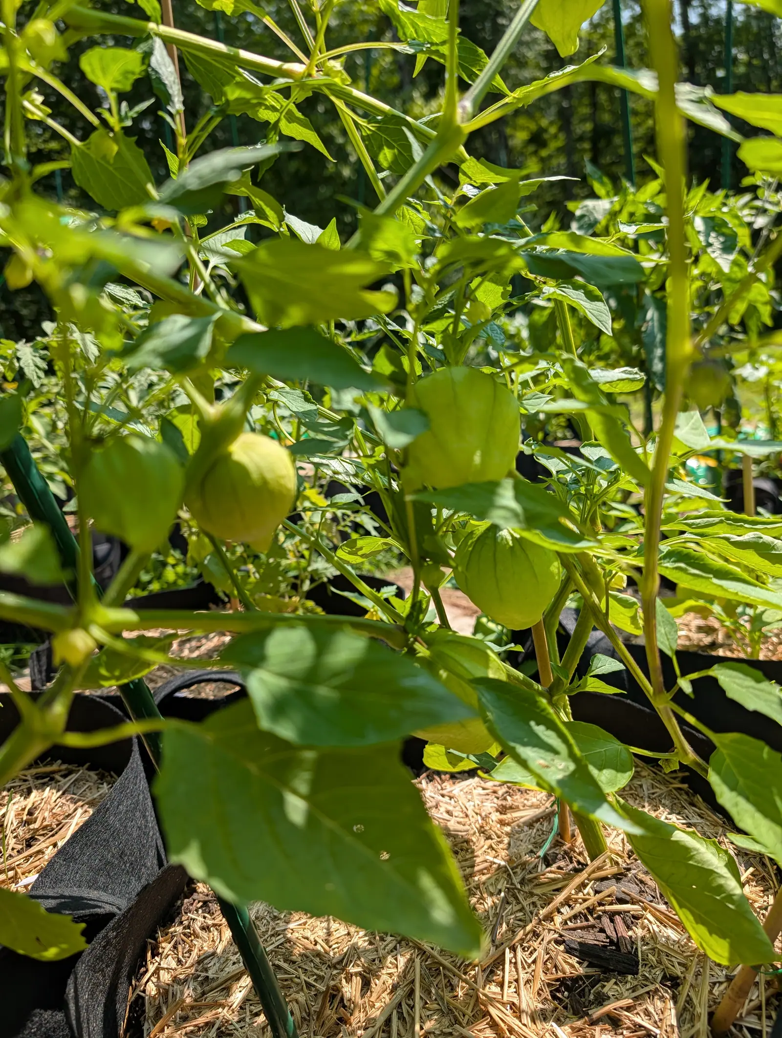 A Pineapple Tomatillo on 23 July, its husks drawn tight over the fruit and ribbed by raised veins running down to a puckered point, one already gone creamy yellow while two beside it stay green, the thin leaves glowing where the sun passes through.