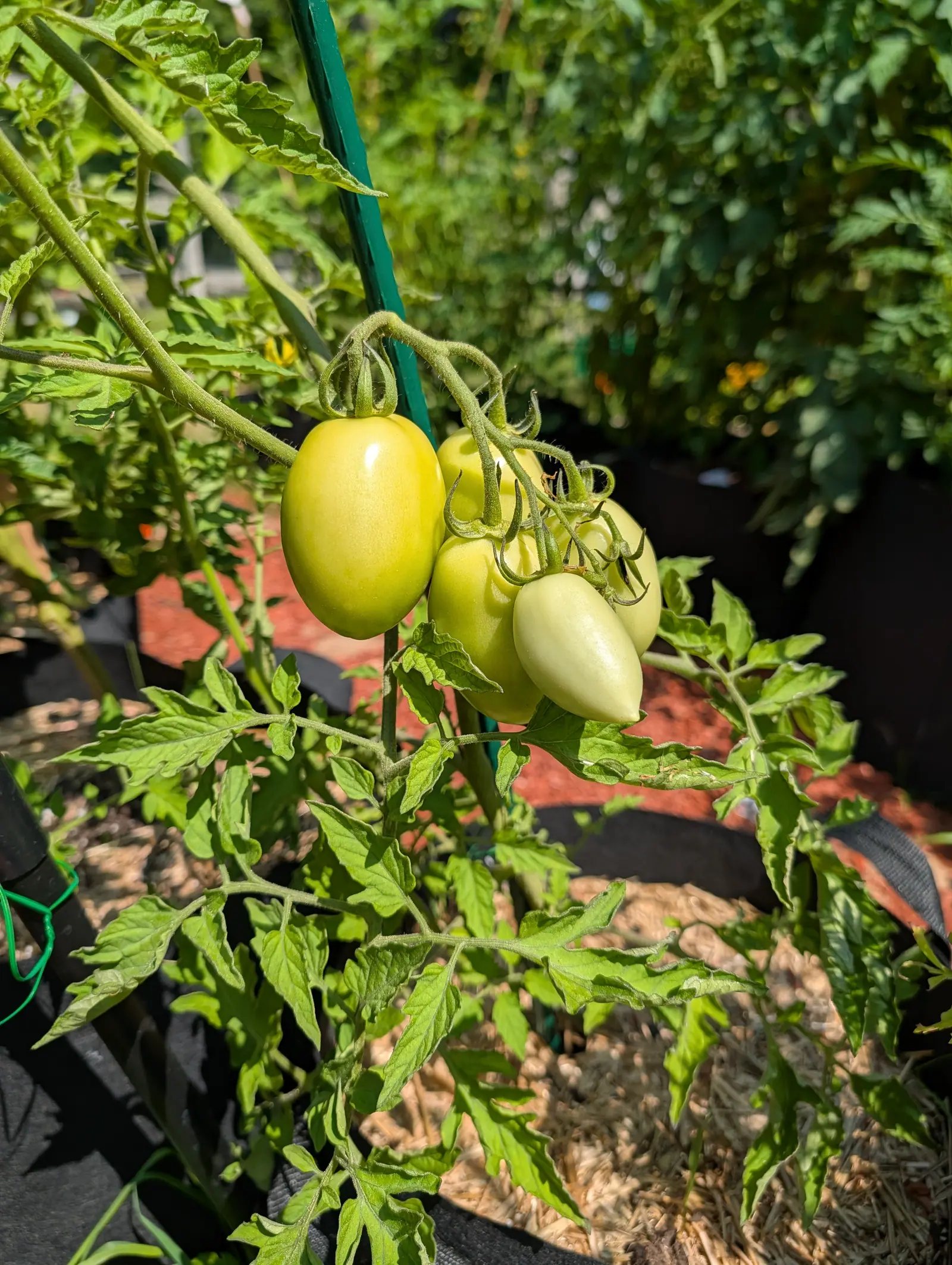 Granadero tomatoes on 23 July, five blunt-ended plums bunched tight on one stalk with their sepals folded back hard against the shoulders, the two at the front already paling to creamy white-yellow, unblemished and glossy in hard sun.
