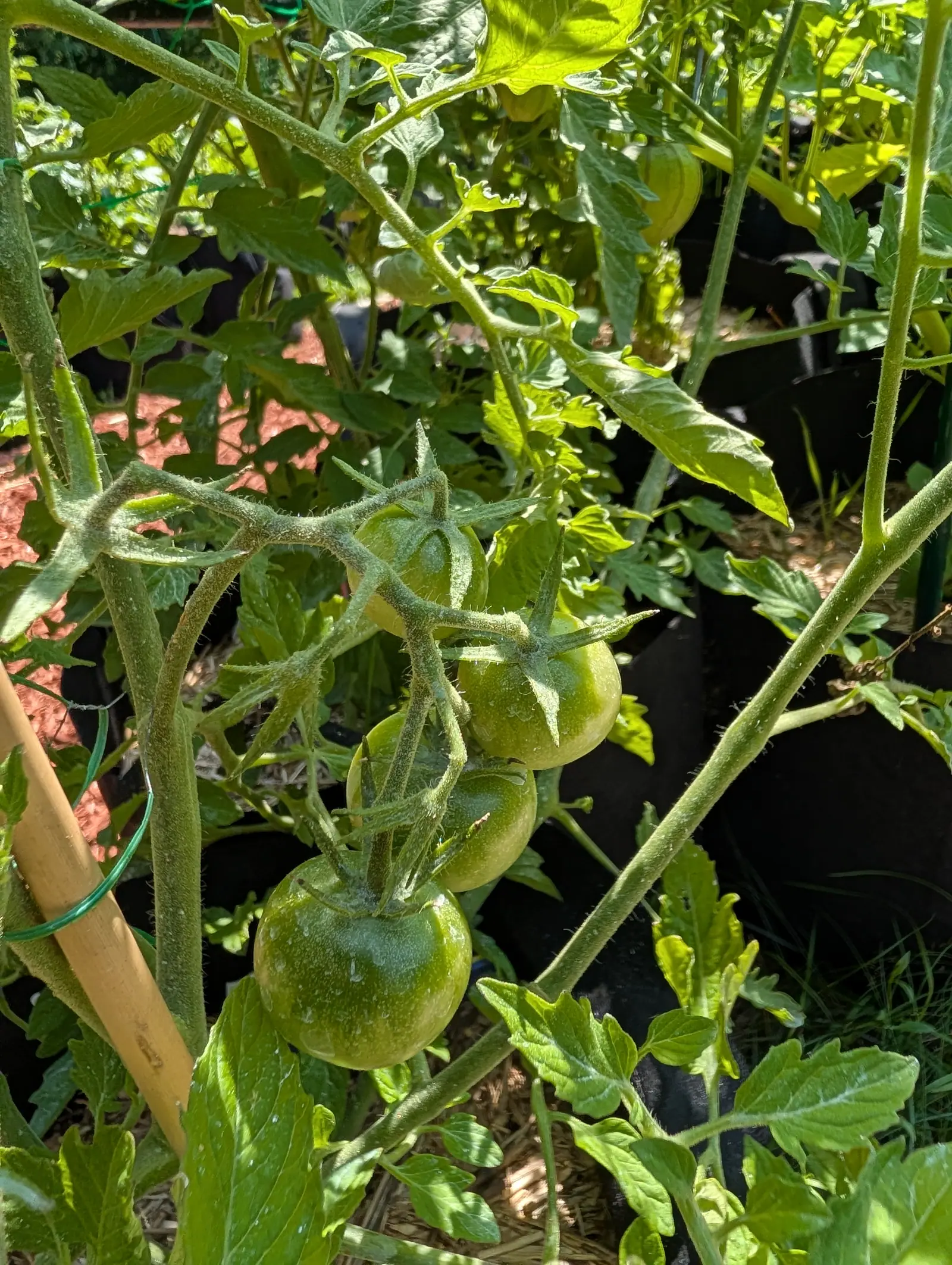 Black Cherry tomatoes on 23 July, four round and matte down one truss with a darker blue-green shoulder ringing each calyx, a dried spray speckled white across the skins and streaked downward where the droplets ran, sepals spread stiff not clasping.