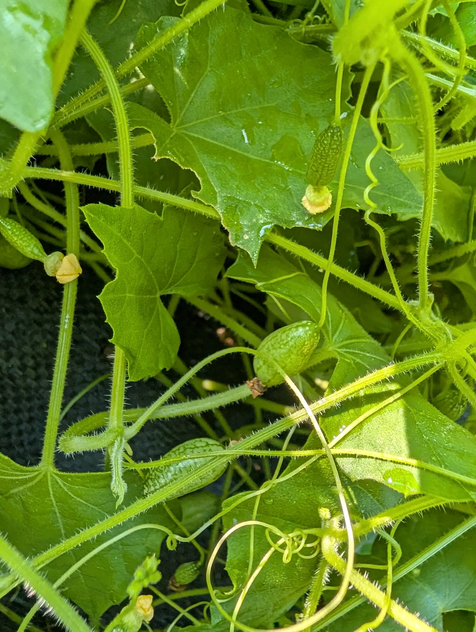 Cucamelons on 23 July, the largest striped and blotched dark over pale gray-green exactly as a watermelon is while a younger one stays plain, hung on a wire-fine bristling vine whose tendrils coil into tight corkscrews, lit against deep shade.