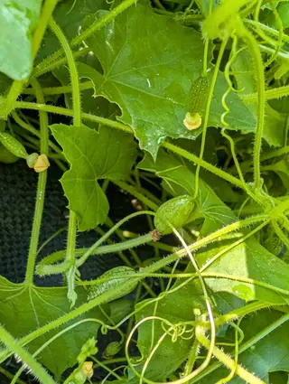 Cucamelons on 23 July, the largest striped and blotched dark over pale gray-green exactly as a watermelon is while a younger one stays plain, hung on a wire-fine bristling vine whose tendrils coil into tight corkscrews, lit against deep shade.