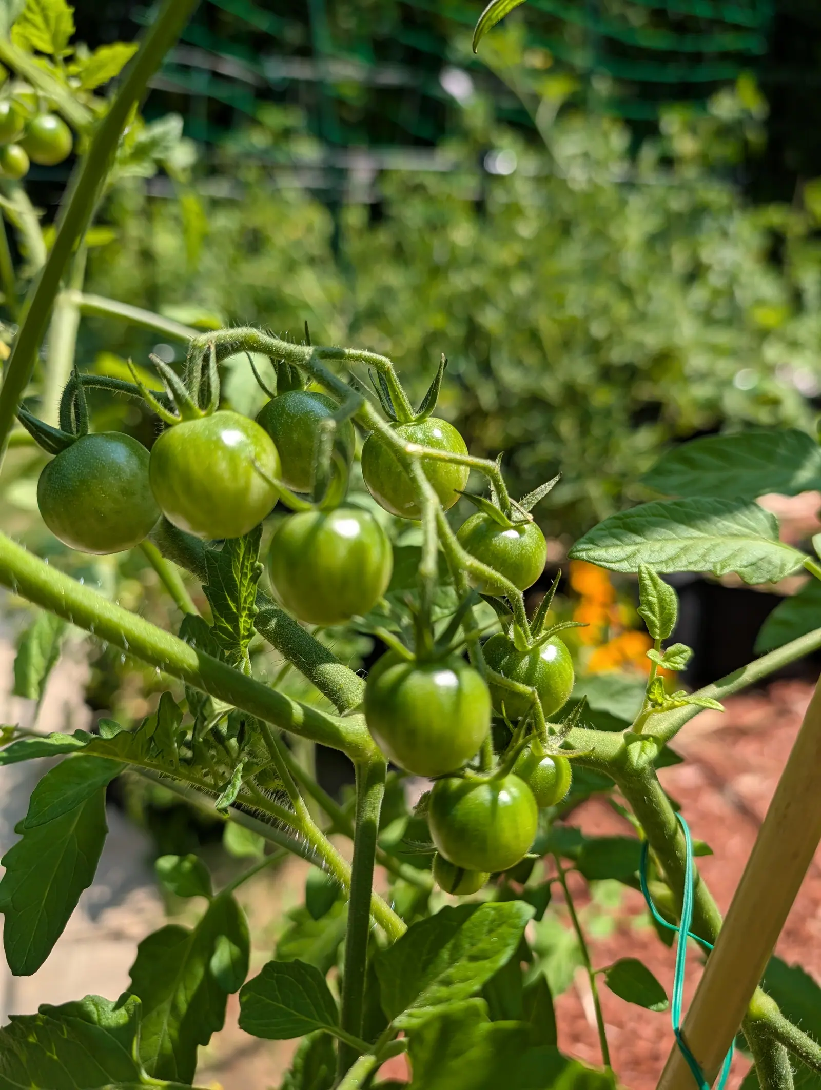 Super Sweet 100 tomatoes on 23 July, a dozen and more strung along one branched truss that runs clear across the frame, each faintly striped darker down the sides with a paler ring at the stem end, bristles lit white along the whole stalk.
