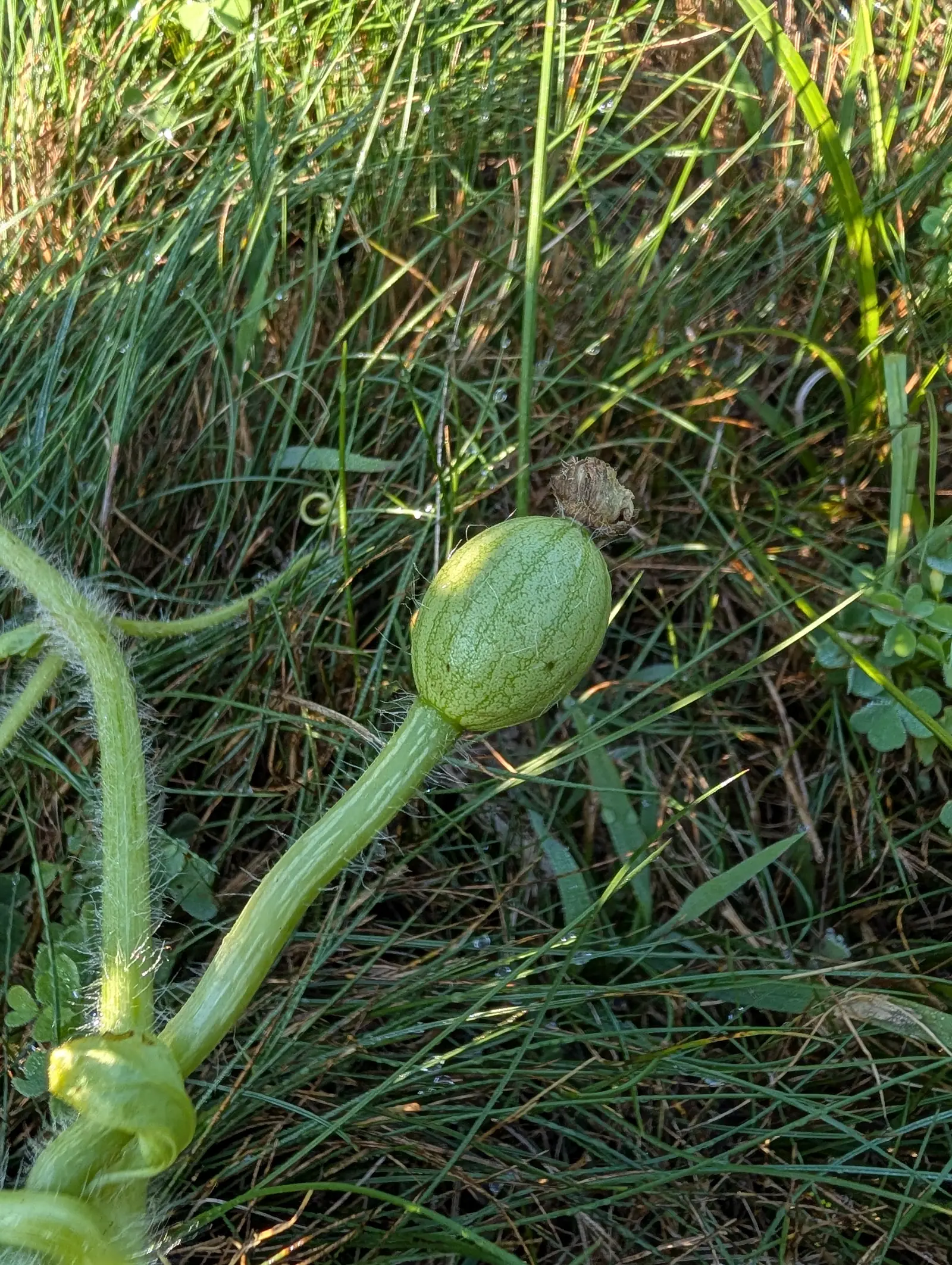 A melon just set on 23 July, netted all over in fine dark green with one broader pale band running its length and a few long white hairs still standing off it, lying in clover and dry thatch with low early sun throwing long soft shadows.