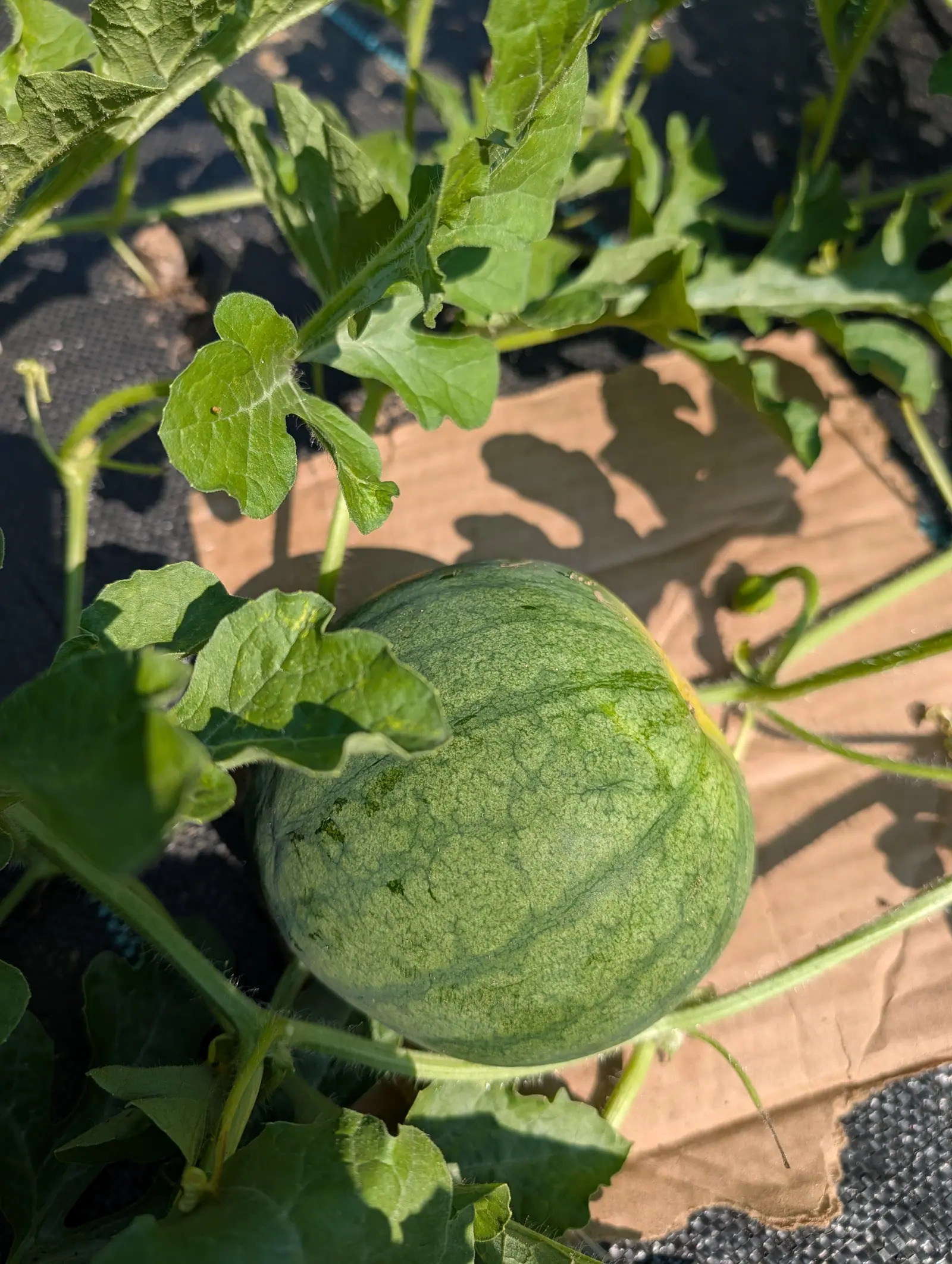 Matte and finely frosted, a Sugar Baby watermelon on 23 July carries darker green veining branching right across the rind and a broad cream band down its shaded side, still on its stalk with leaf shadows cut sharp over it from the upper right.