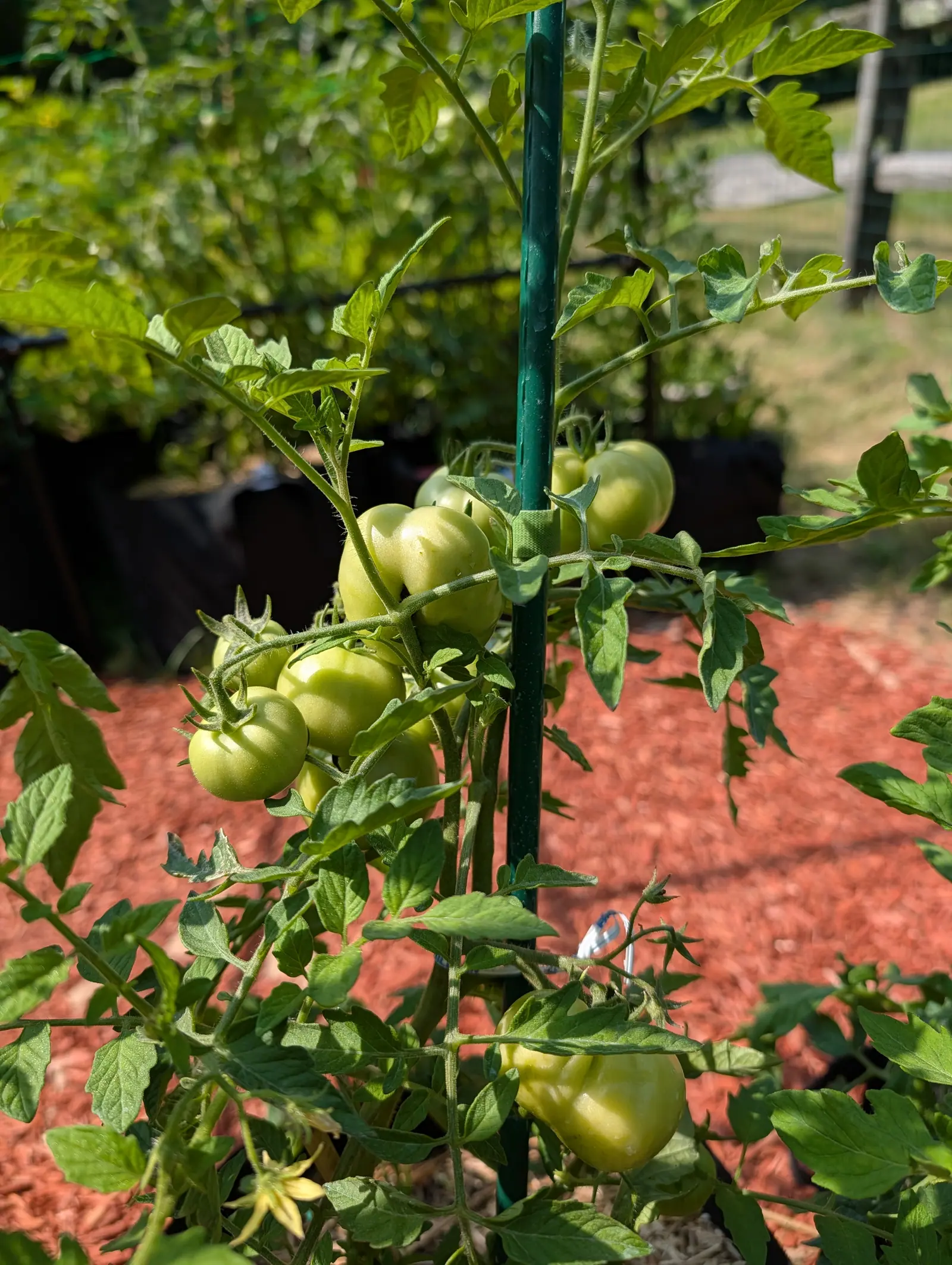 An Oregon Spring tomato plant on 23 July carrying eight unripe fruit over three trusses, flattened globes creased across the shoulders and bleached almost cream-white on the sunlit side, every stalk and pedicel furred white in hard sun from the left.