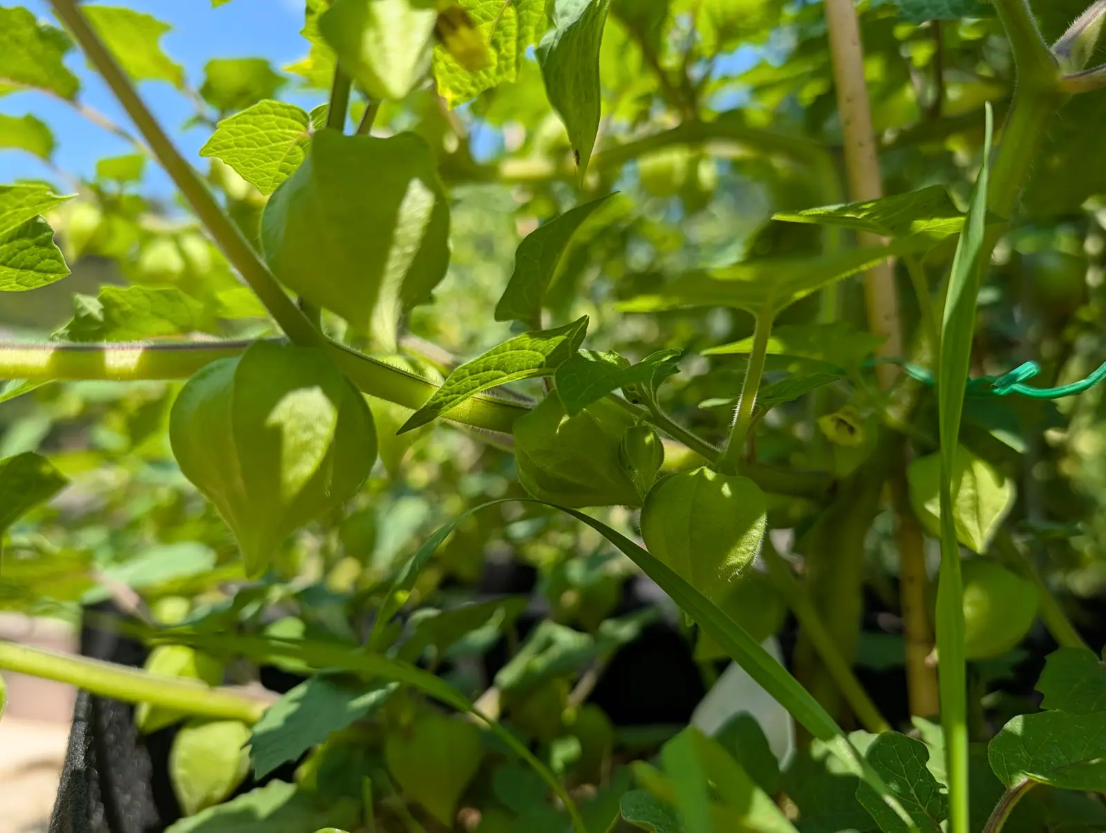 Cisneros tomatillos on 23 July, shot from inside the plant: the nearest husk a papery bladder pinched into five lobes and fringed with fine hair along every rib, one face lit through, with two dark-throated yellow bells behind it against cloudless blue.