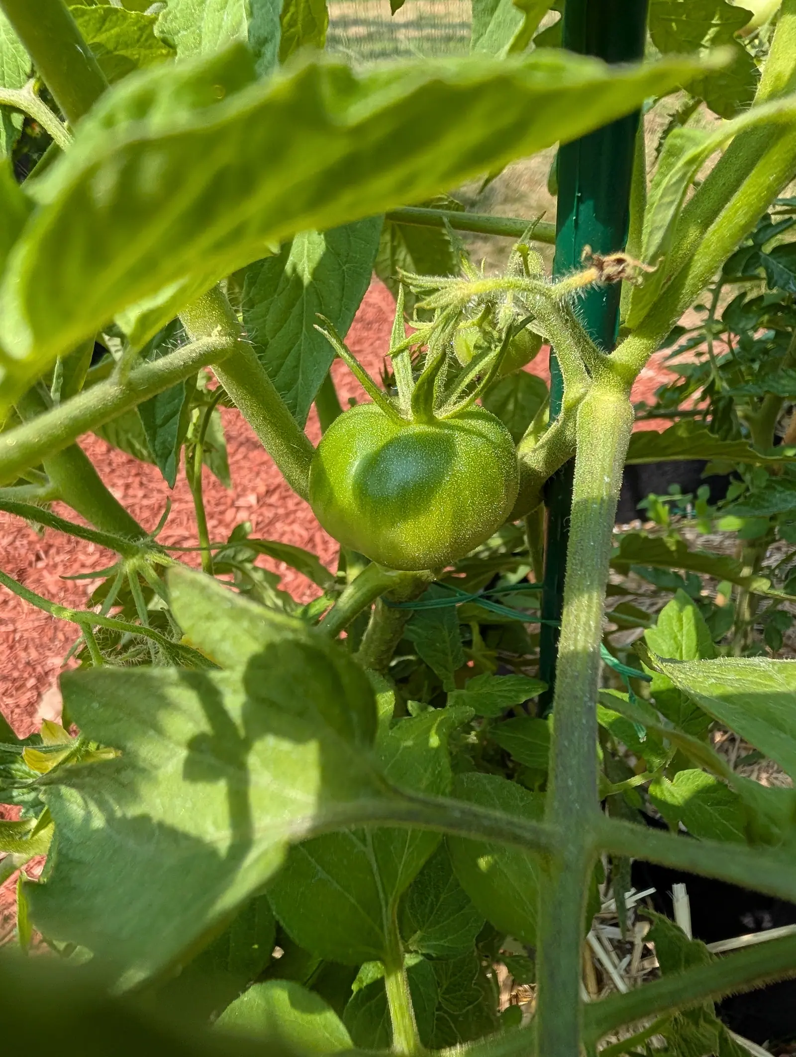 A Floradade tomato on 23 July under a dense even pile of white hair that frosts the whole fruit, a blue-green blush across the shoulder beneath the calyx and the spent flower still hanging from the truss tip, in hard sun broken up by leaf shadow.