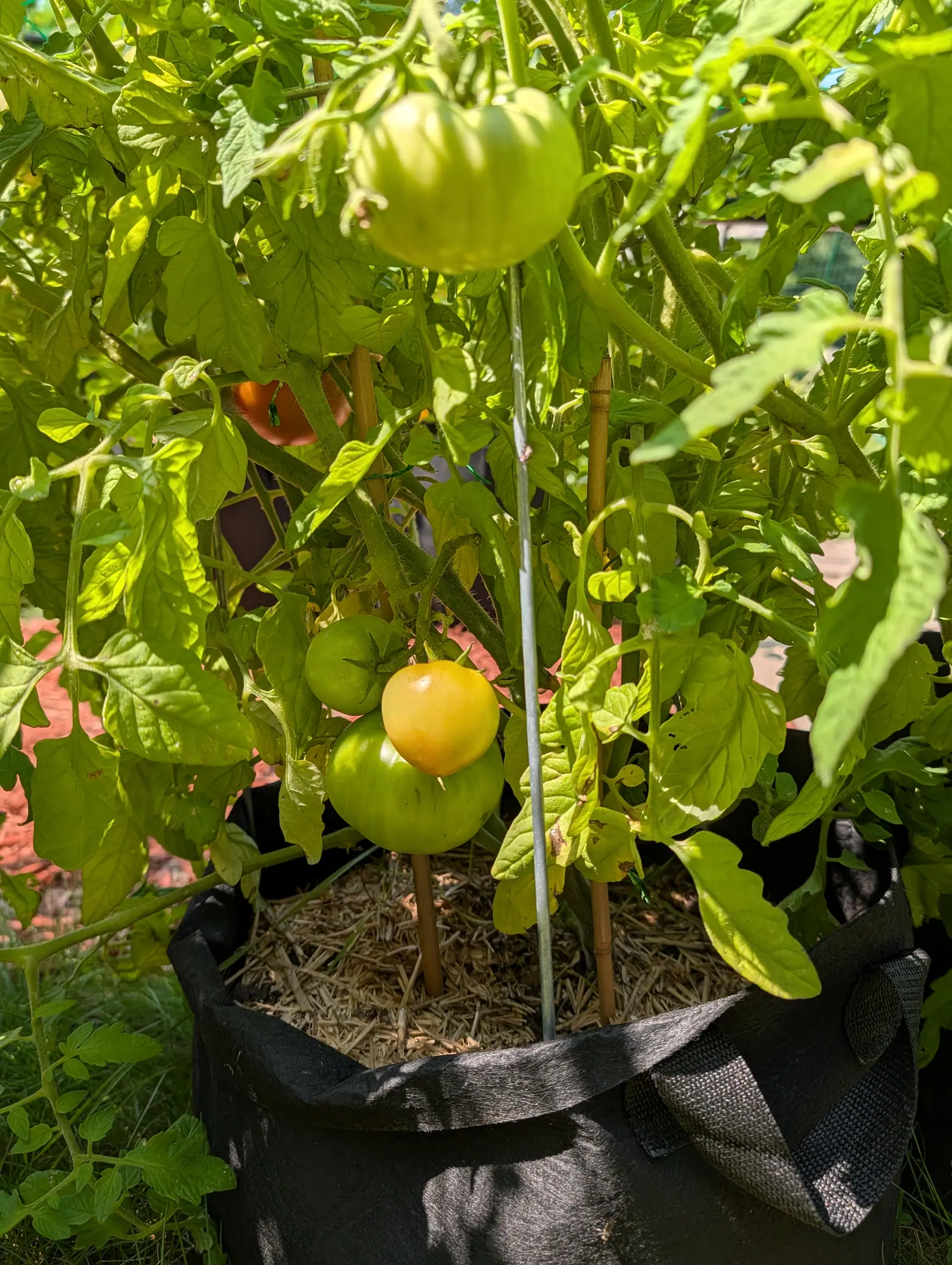Moskvich Heirloom tomatoes on 23 July at three stages: a butter-yellow fruit standing in front of a flat green one, a ribbed green fruit above it and, deep in the shade behind, a single one gone orange-red, the upper leaves backlit translucent.