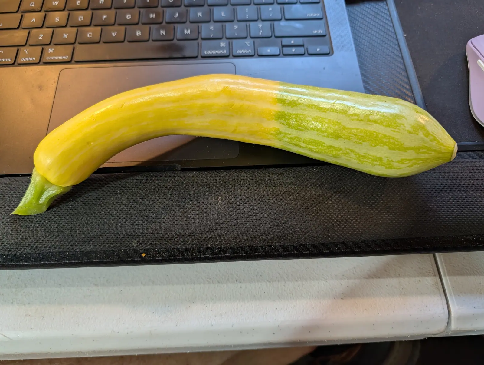 A Zephyr squash on 23 July, its color break running lengthwise rather than around it, egg-yolk yellow for two thirds and then over one blurred band into cream-mottled celery green, laid S-curved across a laptop keyboard under warm indoor light.