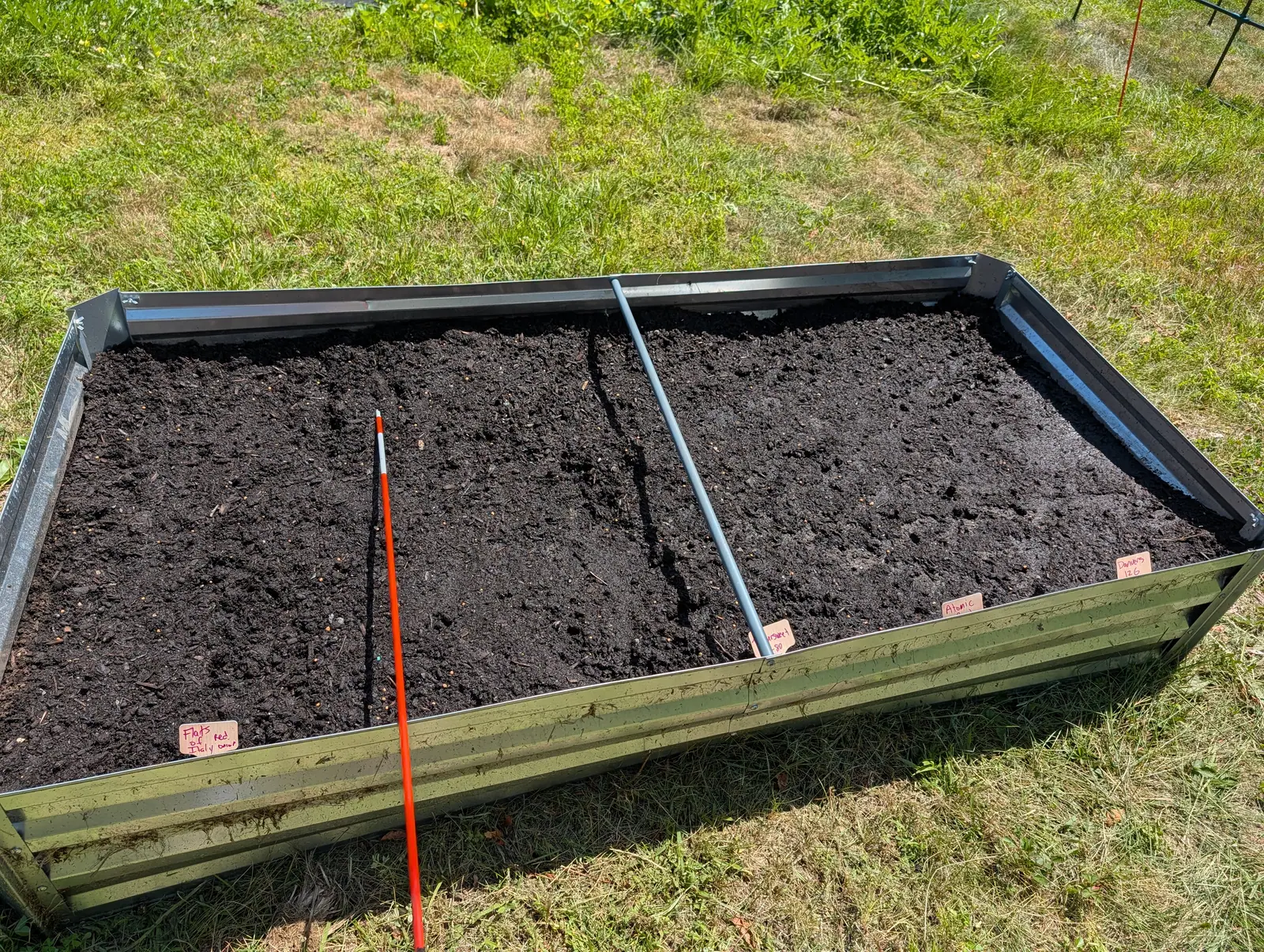 A bed sown and not yet up on 24 July, two shallow drills drawn away from the camera as unfilled slots and apricot-tan seed still sitting proud on the raked crumb beside the left one, under a midday sun so high the bed throws almost no shadow.