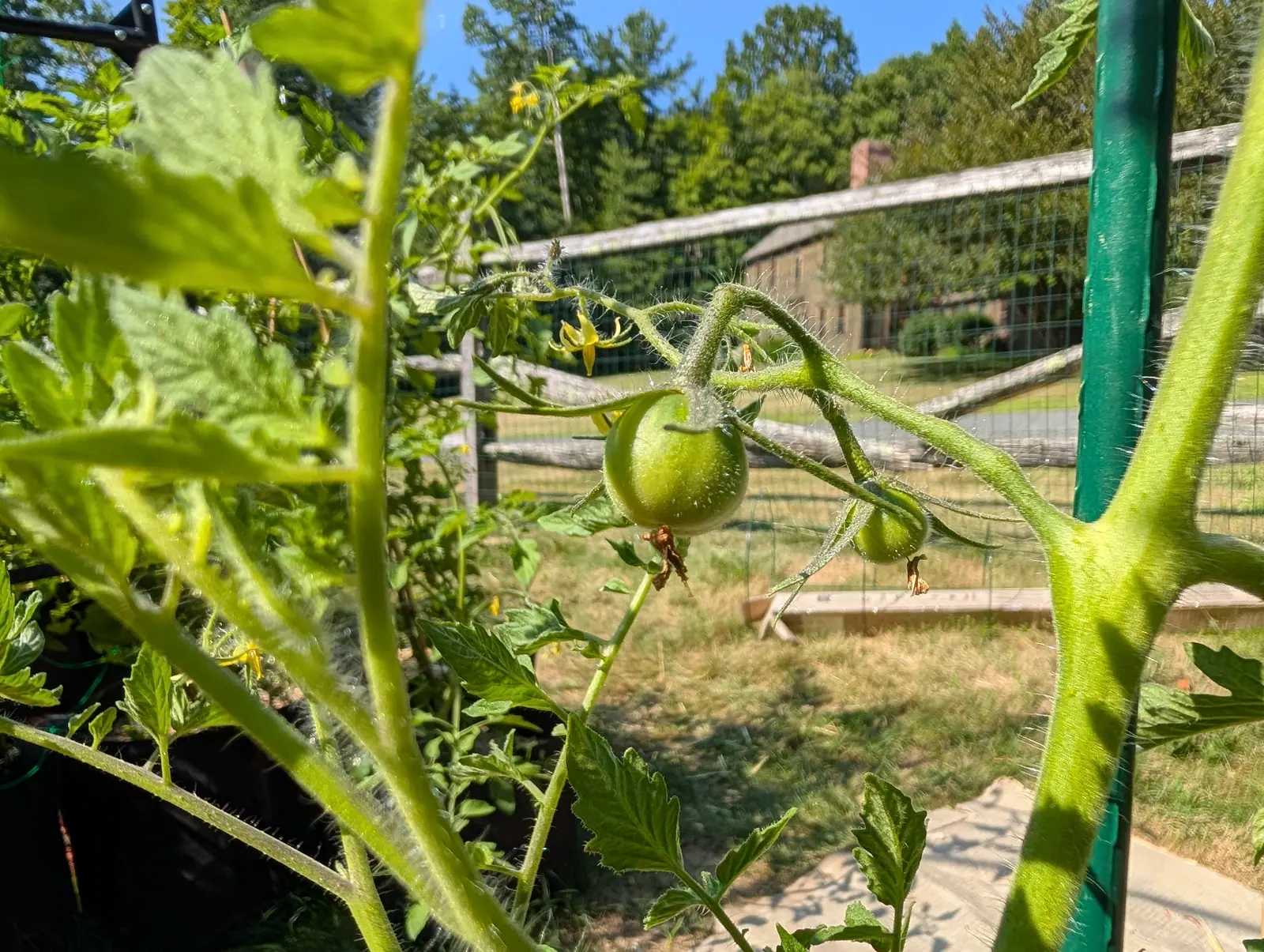 Manitoba tomatoes on 24 July, two on one bristled truss with the dried flower still capping the smaller of them, and open flowers alongside with their petals bent right back off a pale central cone, the woodland beyond gone flat in hard midday light.