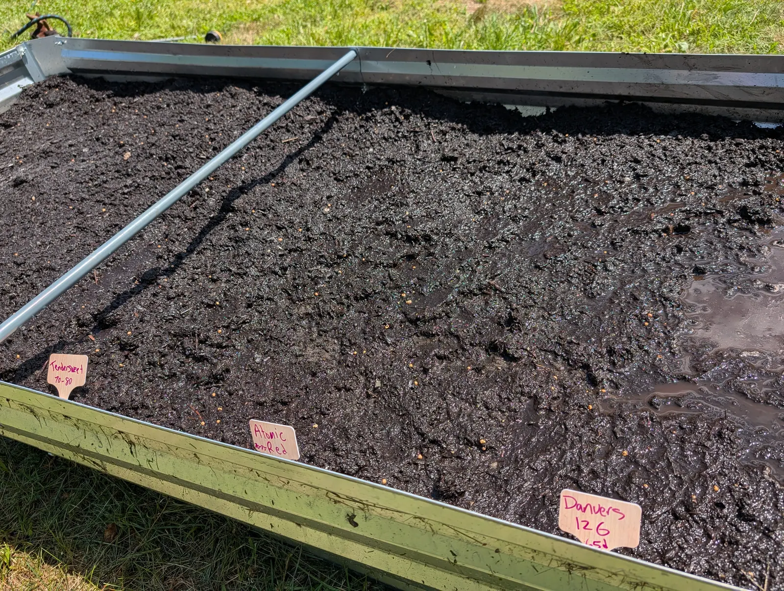 A sowing on 24 July with nothing up yet, the pelleted seed still lying along its drill lines and flecks of mica glittering through the mix, and the whole right-hand third of the bed under standing water, brown puddles with the soil showing through.