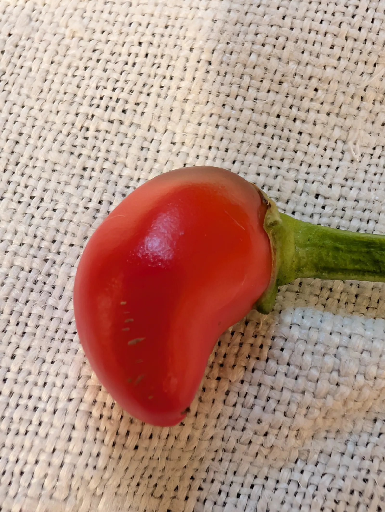 A Chili Red pepper picked on 25 July, squat and purse-shaped with a shallow waist rather than a long pod, and a vertical run of five tan corky slits down the shoulder where the skin stretched, glossy scarlet on coarse cream weave in flat indoor light.