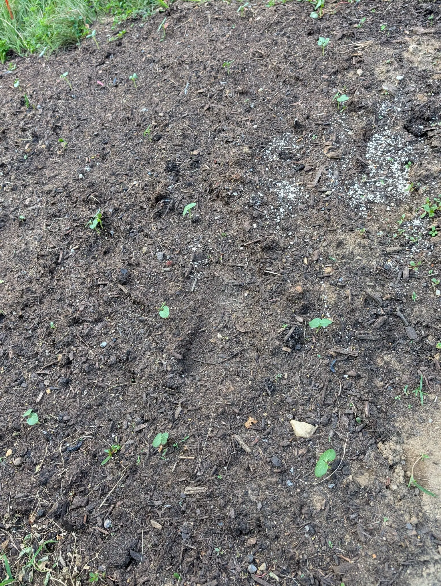 A bed on 28 July almost entirely soil, a dozen seedlings scattered across it at wide spacing and no two alike, one a heart-shaped blade on a stalk above two strap cotyledons, others still two green specks, the crumb drying to pale clay along one edge.