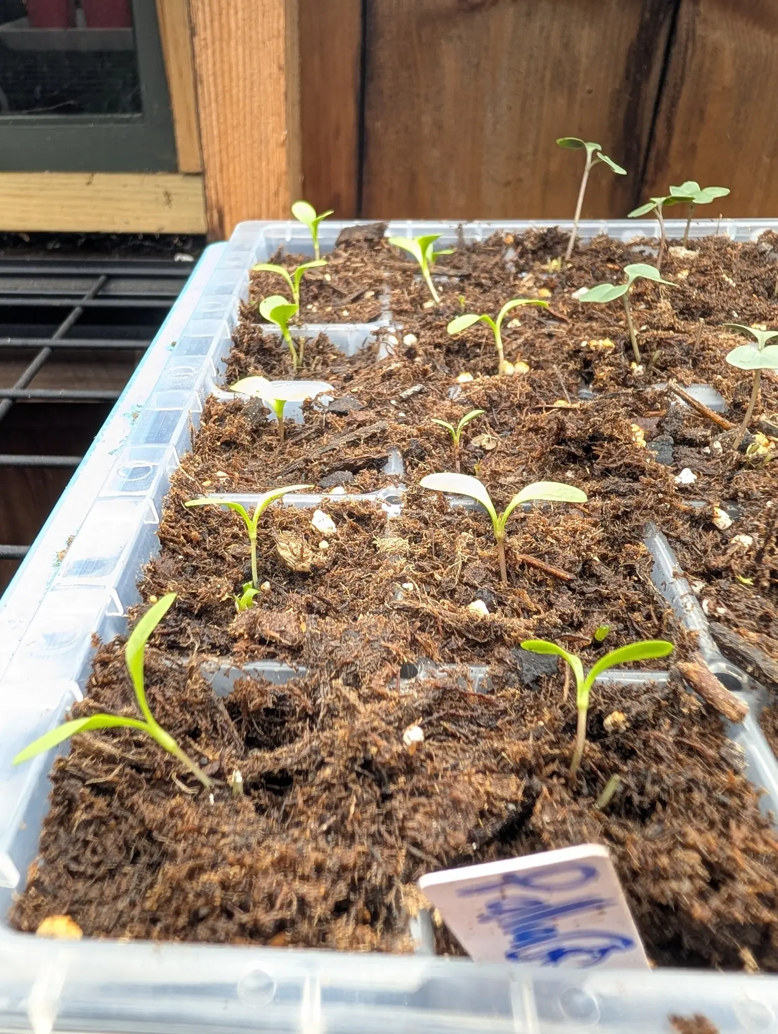 Eighteen seedlings up on 28 July and no two the same, thread stems carrying narrow strap seed leaves, one stout red-brown stem with rounded spoons, another group already scalloped, low sun raking across them and the dark glass of a window behind.