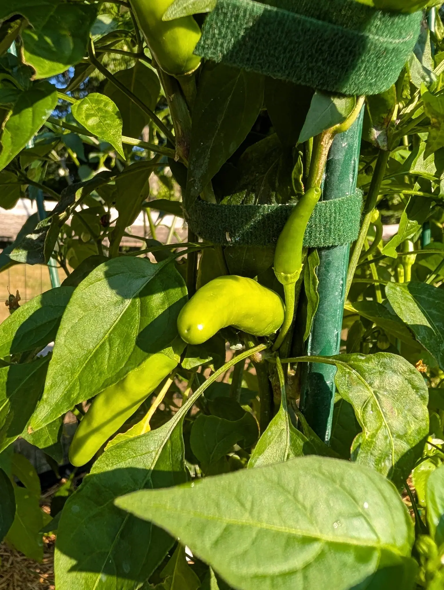 A Piri Piri chili on 28 July, chartreuse and glossy, hooked round a slight waist with a dimple in its blunt tip, under a July dusting of kaolin clay that has left one leaf above it whitened almost to variegation, in low warm sun from the right.