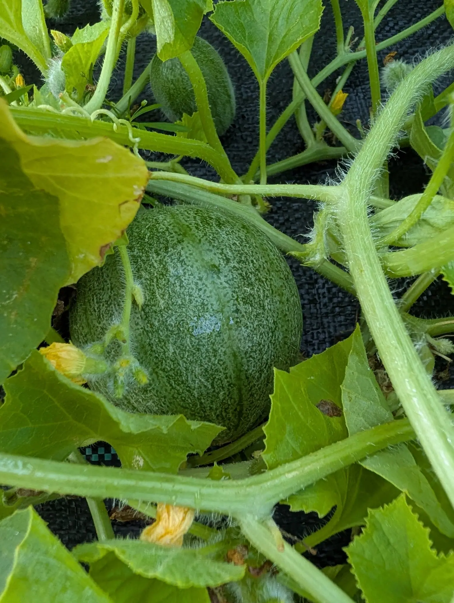 A Minnesota Mini cantaloupe on 28 July, still dark green under a fine paler speckling and furred all over with soft white hair, two chalky splash-marks dried on top of it and the spent flower still clinging alongside, in flat shaded light.