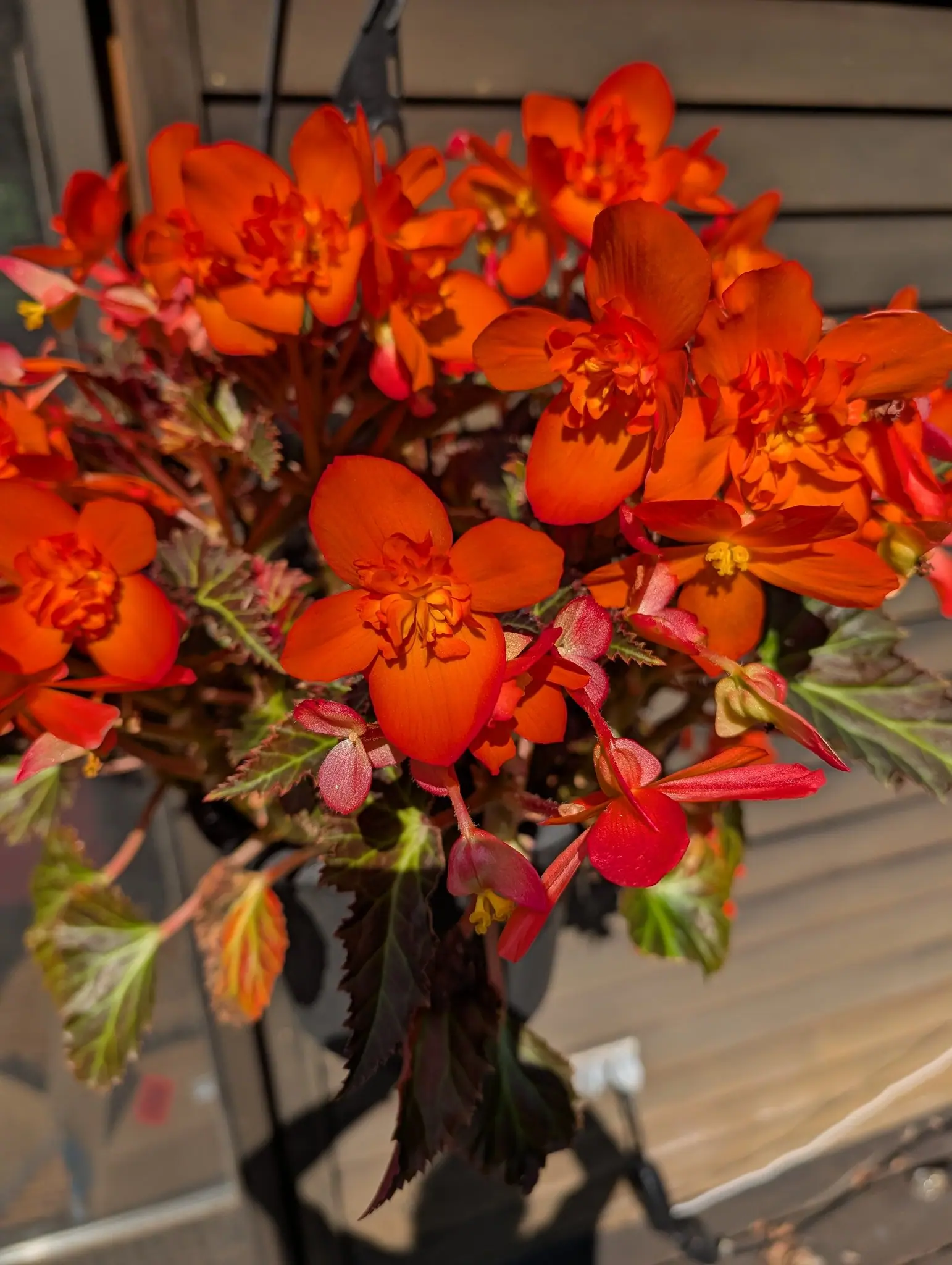 A tuberous begonia on 28 July with both flower forms open at once, broad petals round a frilled orange-and-yellow boss of stamens and flatter four-petalled ones each carrying a three-winged ovary behind, lit hard from the right against shaded siding.