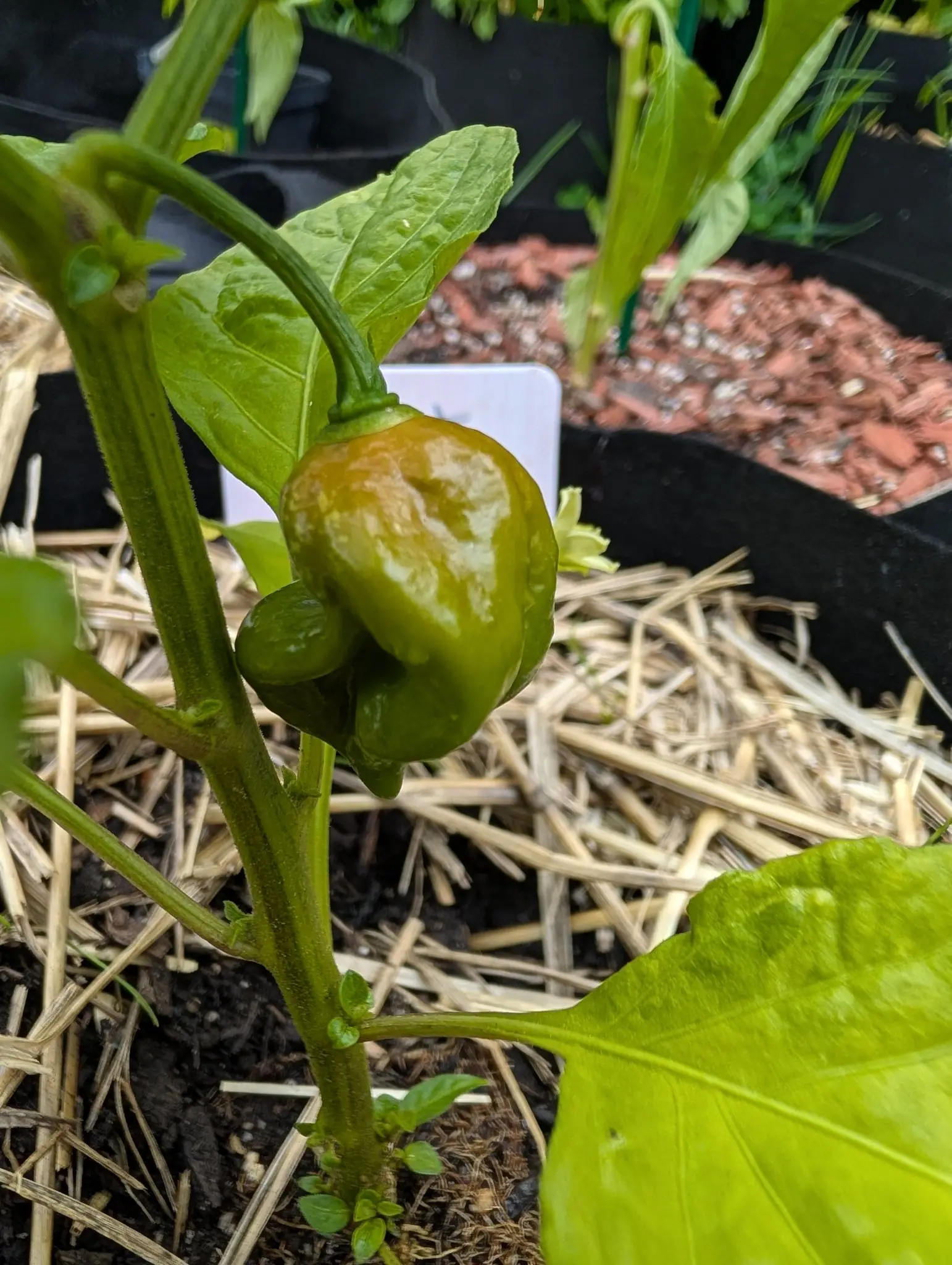 A Ghost chili on 28 July, still green and puckered into shallow folds and broadly blotched tan and cream, and the puckering runs straight on through the blotches, which lie slightly sunken in the skin rather than on it, with a white flower opening alongside.