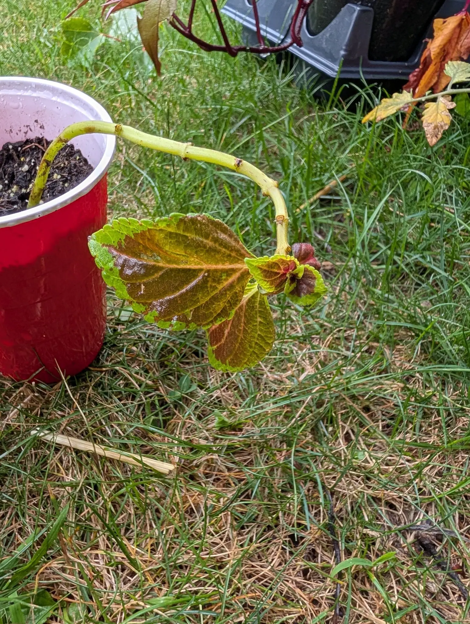 A Fairway Orange coleus cutting on 28 July, stripped to paired brown leaf scars along a bare arching stem with only two pairs of leaves left at the far end, copper centers inside broad chartreuse margins, the newest still folded maroon and rain-beaded.