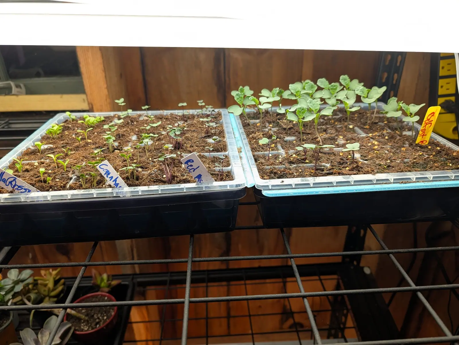 Two sowings side by side on 28 July at quite different stages, twenty gray-green brassicas already puckering their first true leaves and beside them seedlings still on two, some of those on red-purple stems, under a lamp that blows the frame white above.