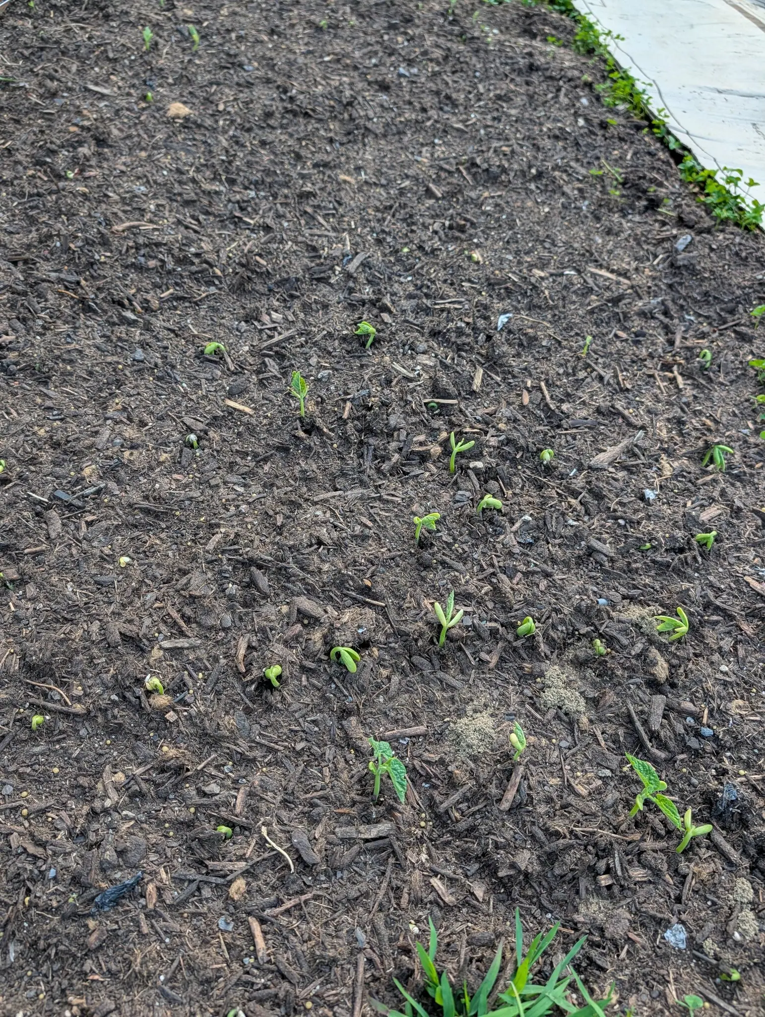 Gold Rush beans breaking ground on 28 July, each shoving up in a crook that drags two fat seed leaves out still clasped face to face, the older ones already straightened under a puckered heart-shaped pair, a weed rooted in the flagstone joint alongside.