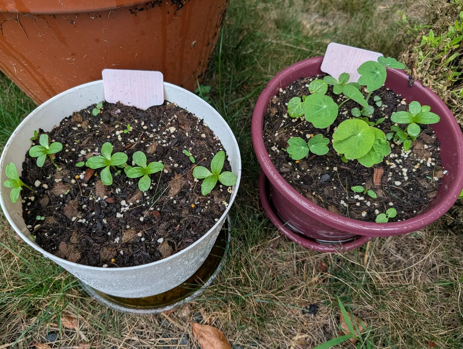 Two pots sown on 28 July and holding different things, nasturtiums up on the right with every round leaf hung from its stalk at the middle so the veins spoke out from one point, and on the left five rosettes still on spoon seed leaves, all of it rain-wet.