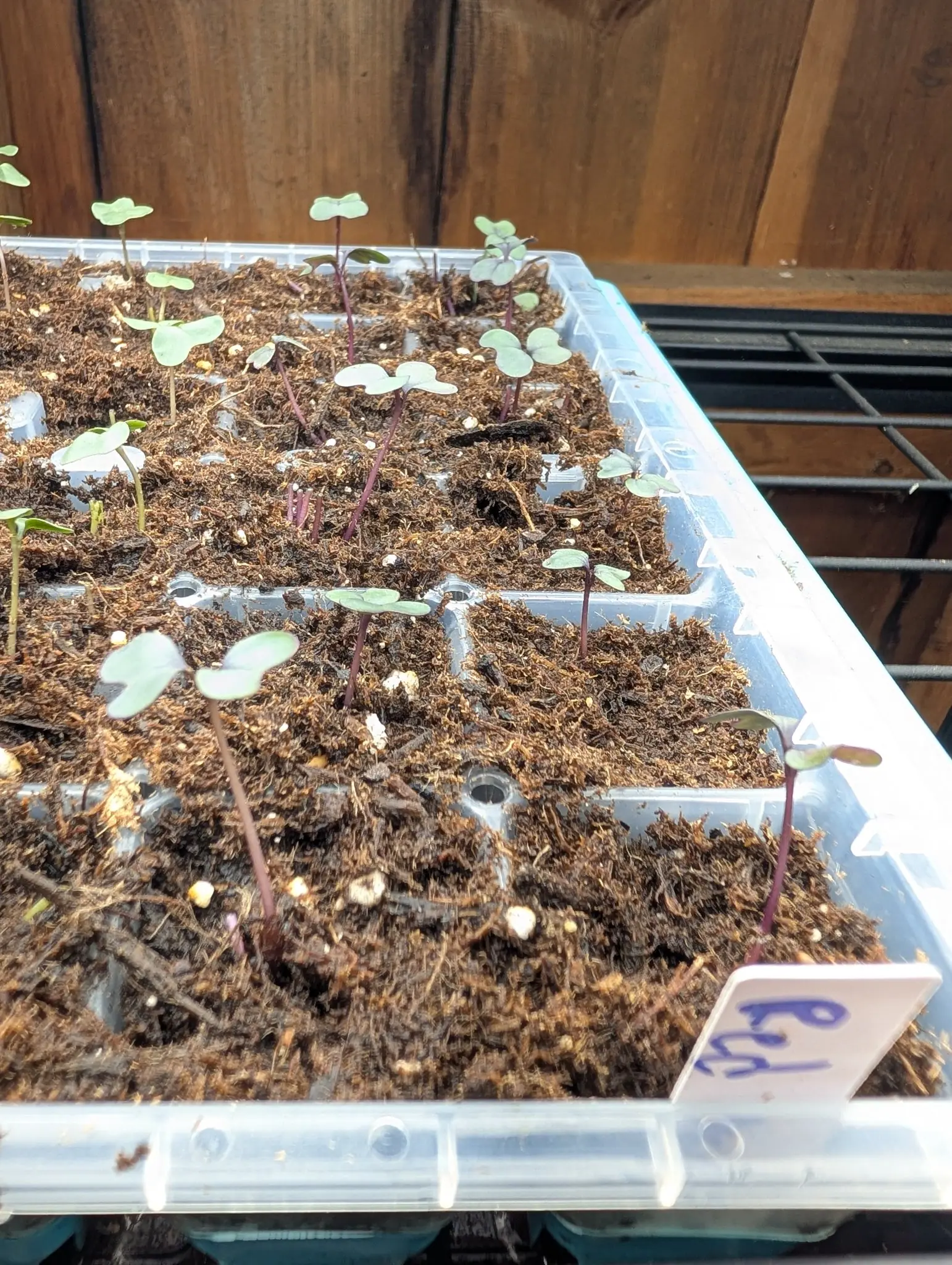 Brassica seed leaves up on 28 July, notched and held out flat, pale gray-green under a waxy bloom with a faint purple rim and a clear red-purple stem beneath each, two or three plain green among them, with warm light coming in low from the right.