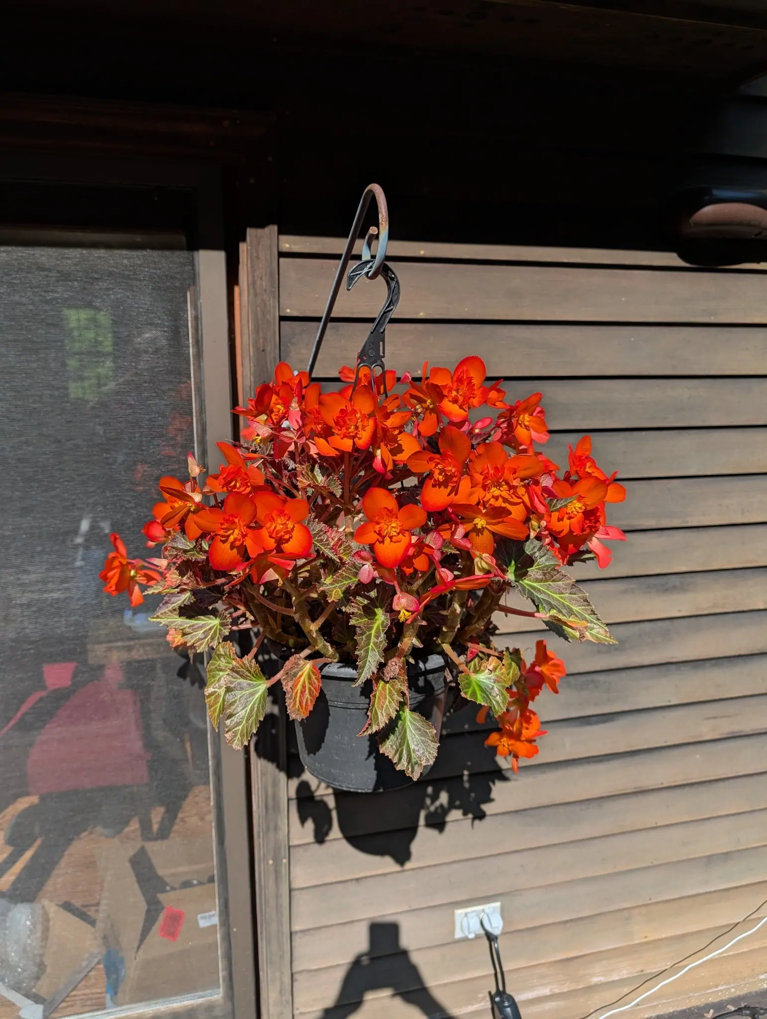 Forty or more scarlet begonia flowers massed into one dome on 28 July, the lopsided bronze leaves beneath them finely flecked silver along their own veins, the whole basket throwing a hard-edged shadow across the lap siding in late sun.
