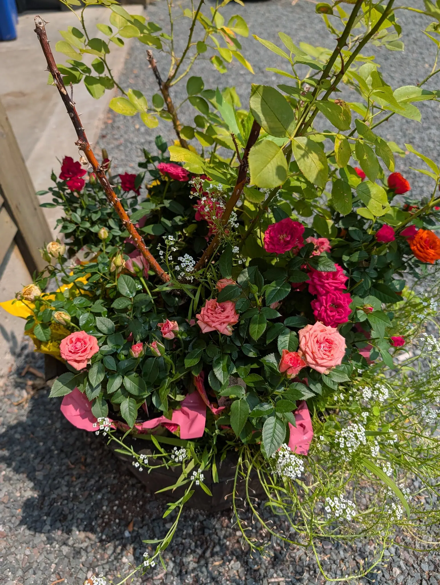 Mini roses staged together on 28 July, six colors cupped tight in one planter with a cream-yellow going over among them, white alyssum spilling out over the front and down, and one tall cane showing a whitened pruning cut in hard morning sun.