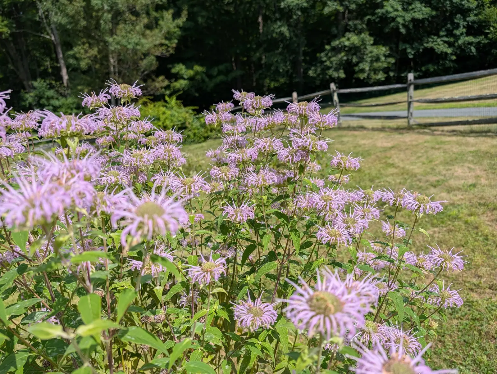 Wild bergamot on 28 July, each head a shaggy ruff of tubular lilac florets throwing their stamens clear of the mouth and the spent ones already down to a bare green knob, the ground behind falling away to grass burnt half tan in midday sun.