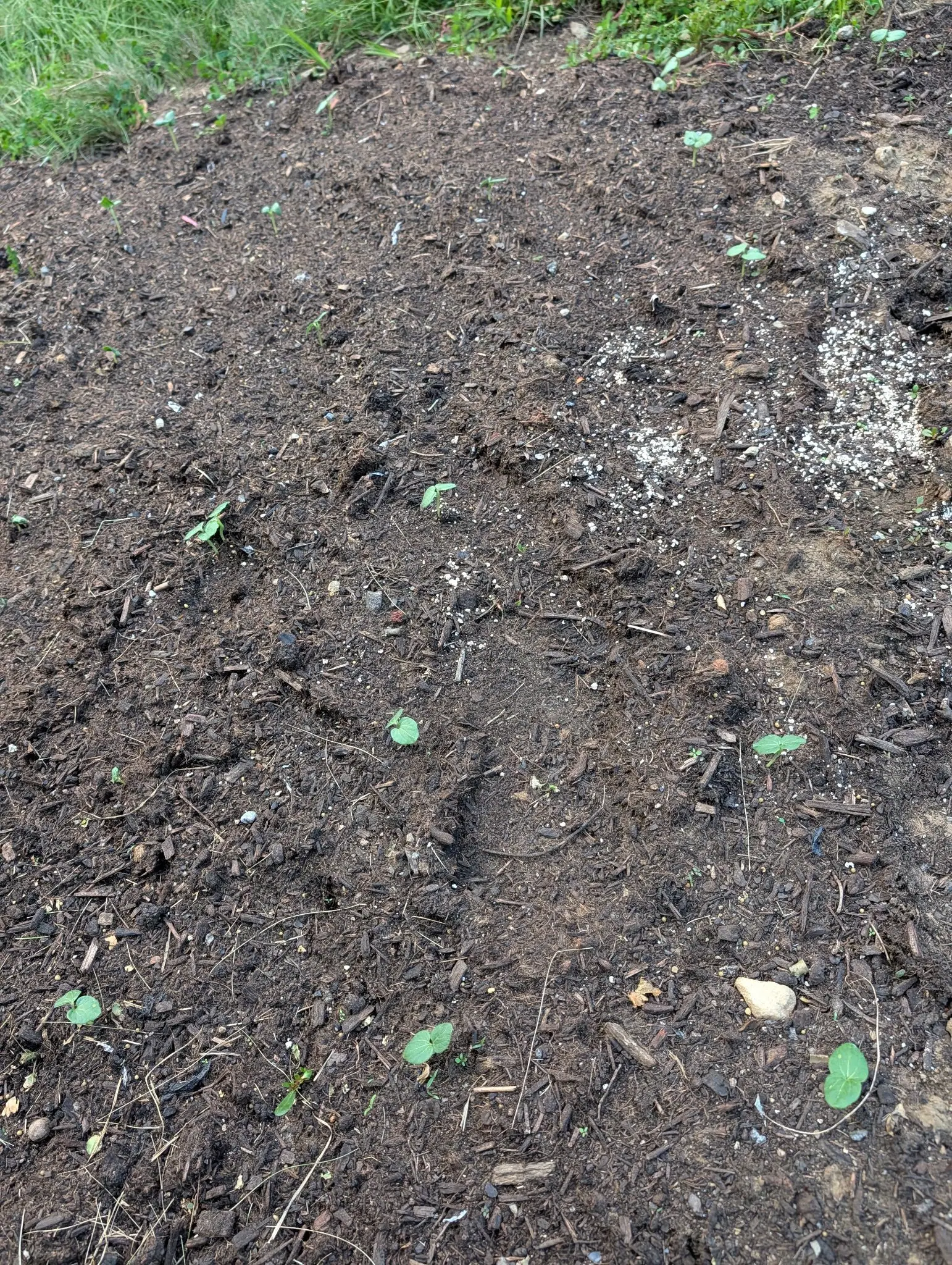 Bare bed on 28 July, broad enough that a dozen fingernail seedlings barely register, one a single two-lobed blade with veins radiating from its notch, one still trailing a strap cotyledon, and a long dry grass stem curved across the near corner.