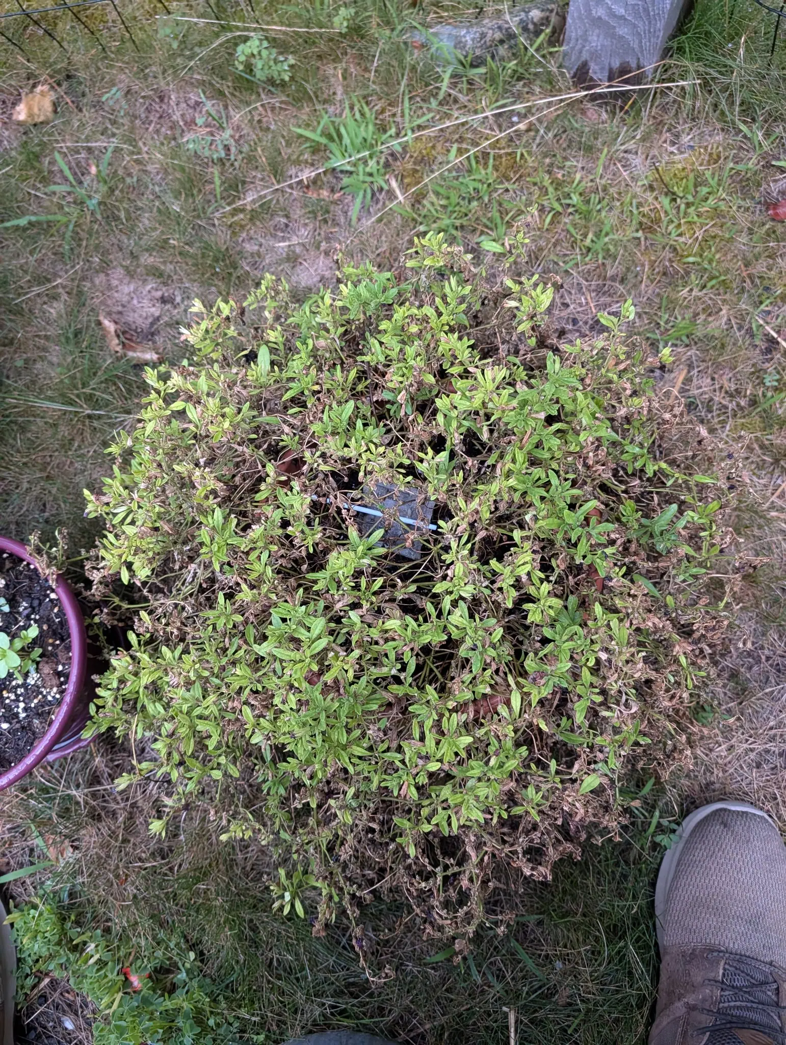 A mound gone over on 28 July, spread far past its rim and not one flower still open, dozens of spent blooms hanging shriveled in their papery calyces, bright new growth only at the shoot tips, dead stem showing through the middle, a shoe toe at the corner.