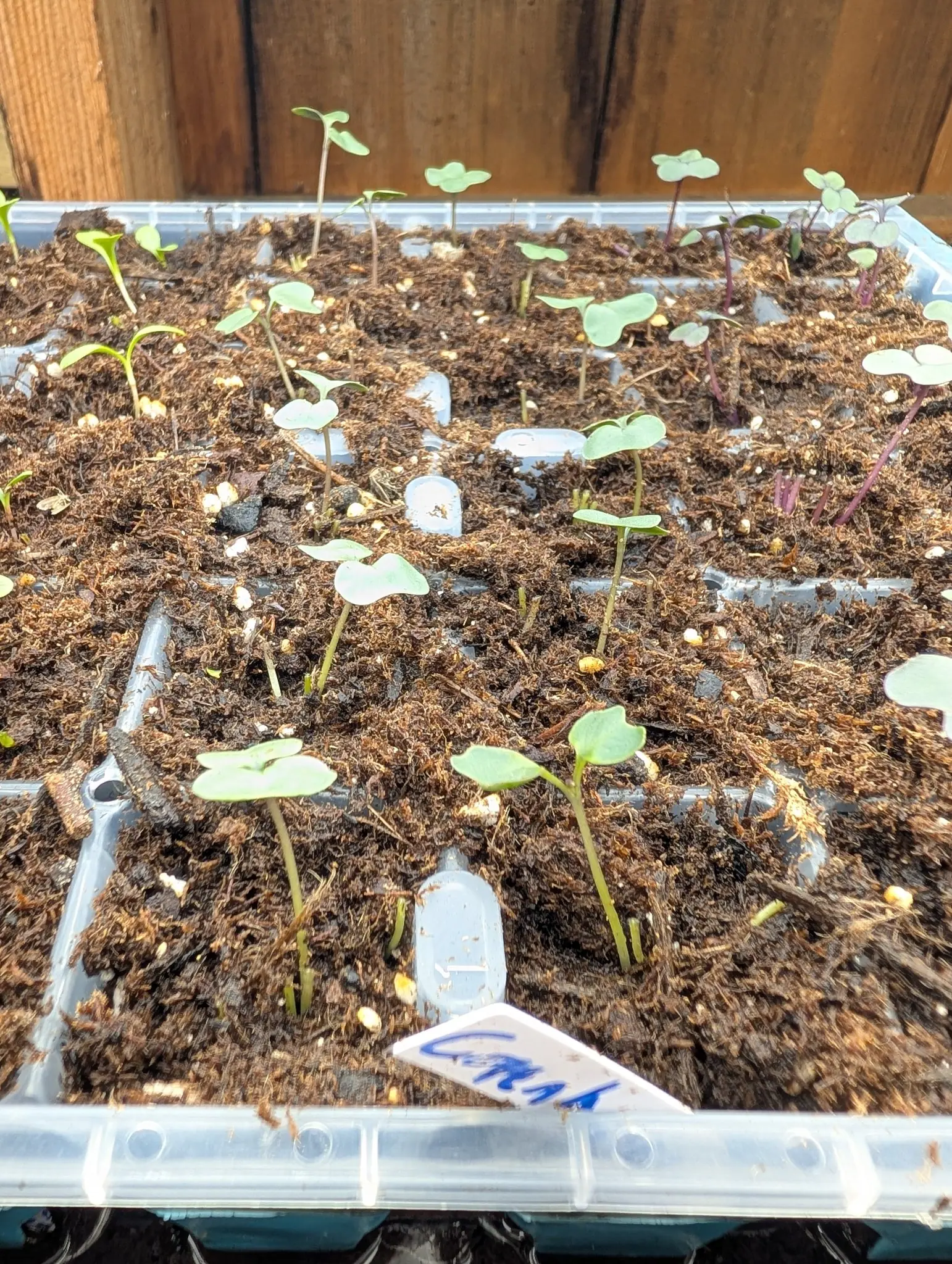 A tray of brassica seed leaves on 28 July divided down the middle by stem color, pale green through the center and red-purple to the right, two of those still standing as unopened purple hooks, with a stranger or two on plain green at the left edge.