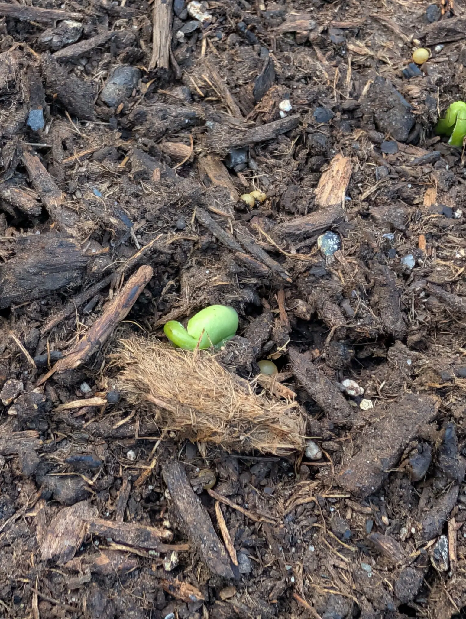 One Tavera bean caught mid-germination on 28 July, a single glossy pea-green cotyledon still the exact kidney shape of the seed it came out of, laid against the crook of its own hypocotyl where it has just broken a bed of shredded bark.